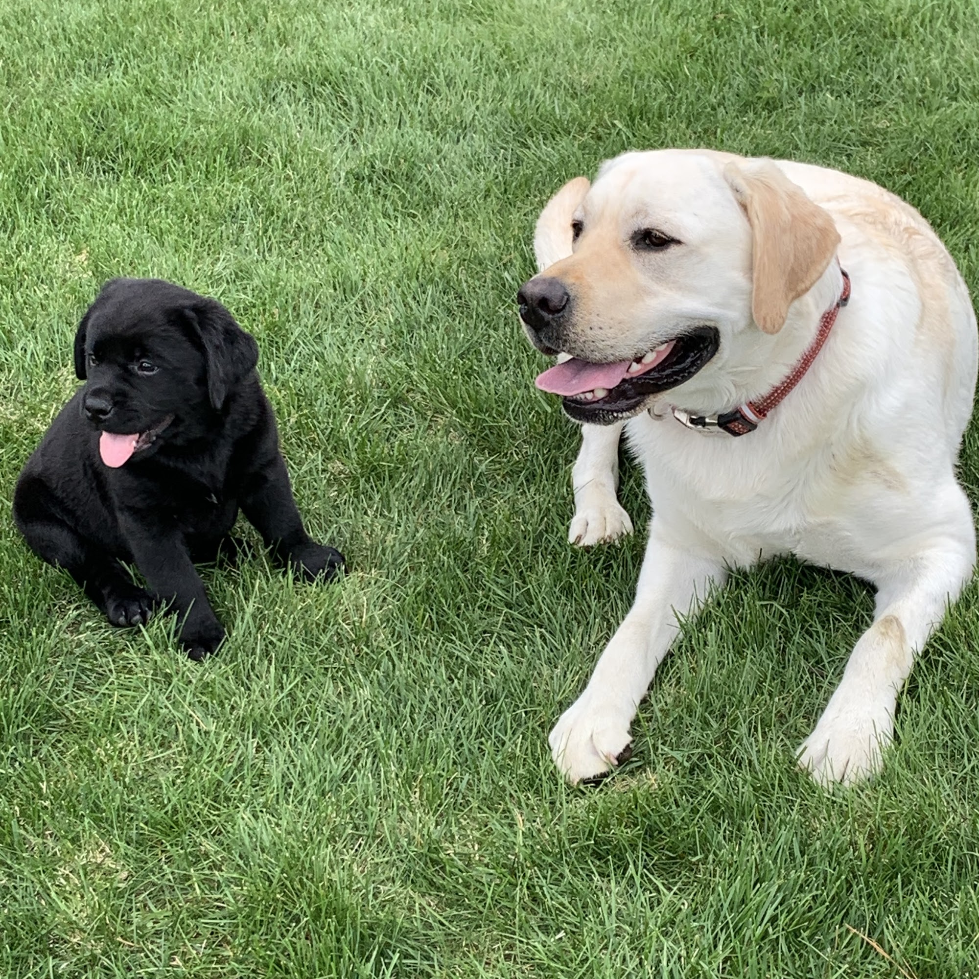 Mr. Hubbard's Hounds East Troy