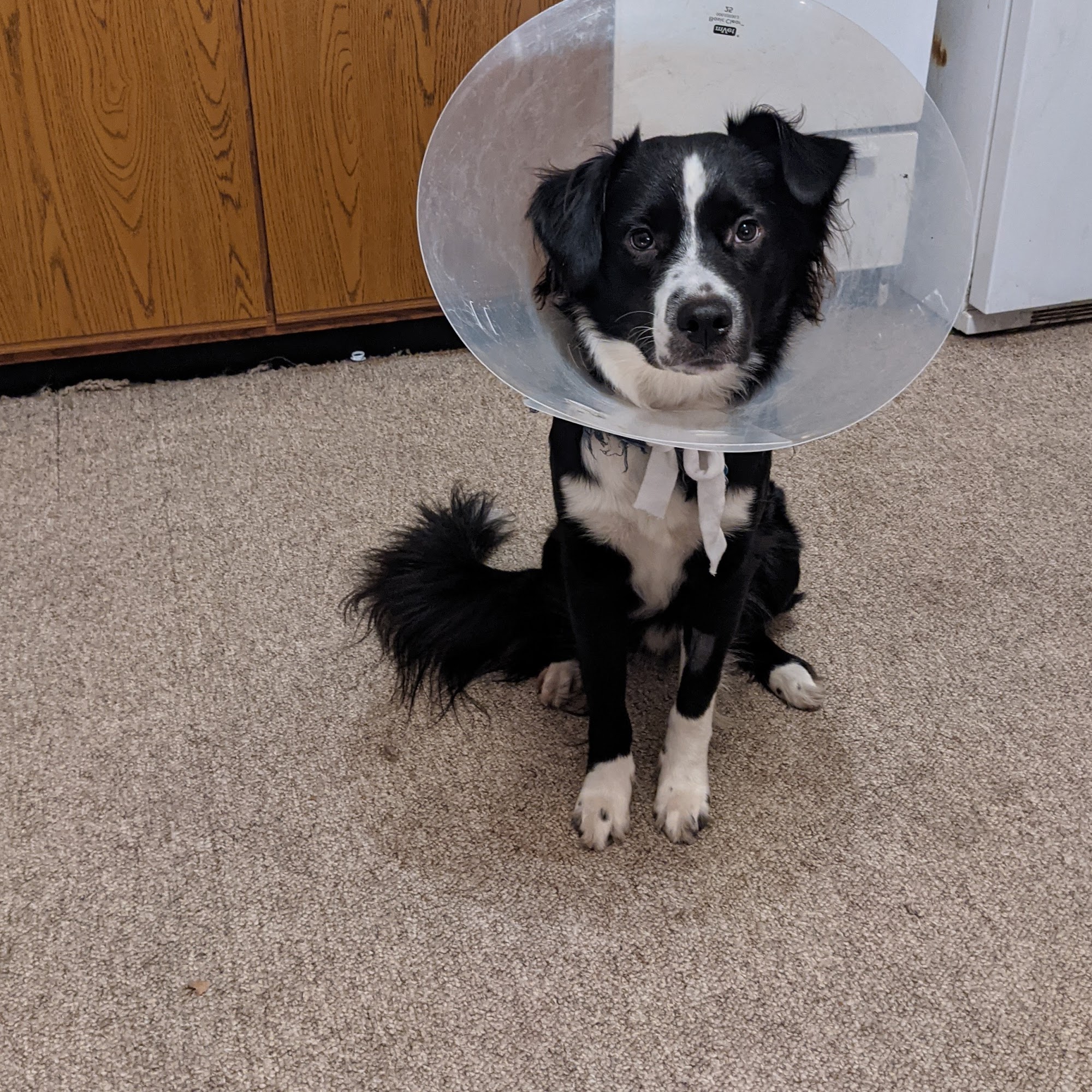 Westgate Animal Hospital Inc Eau Claire