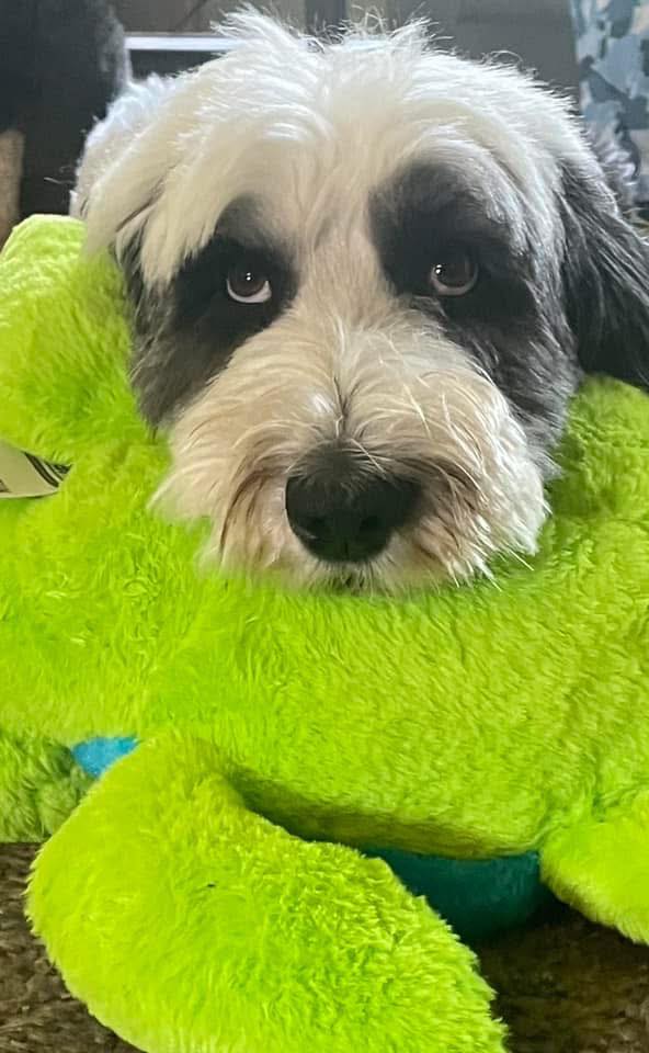 Dazzle Pet Grooming Eau Claire