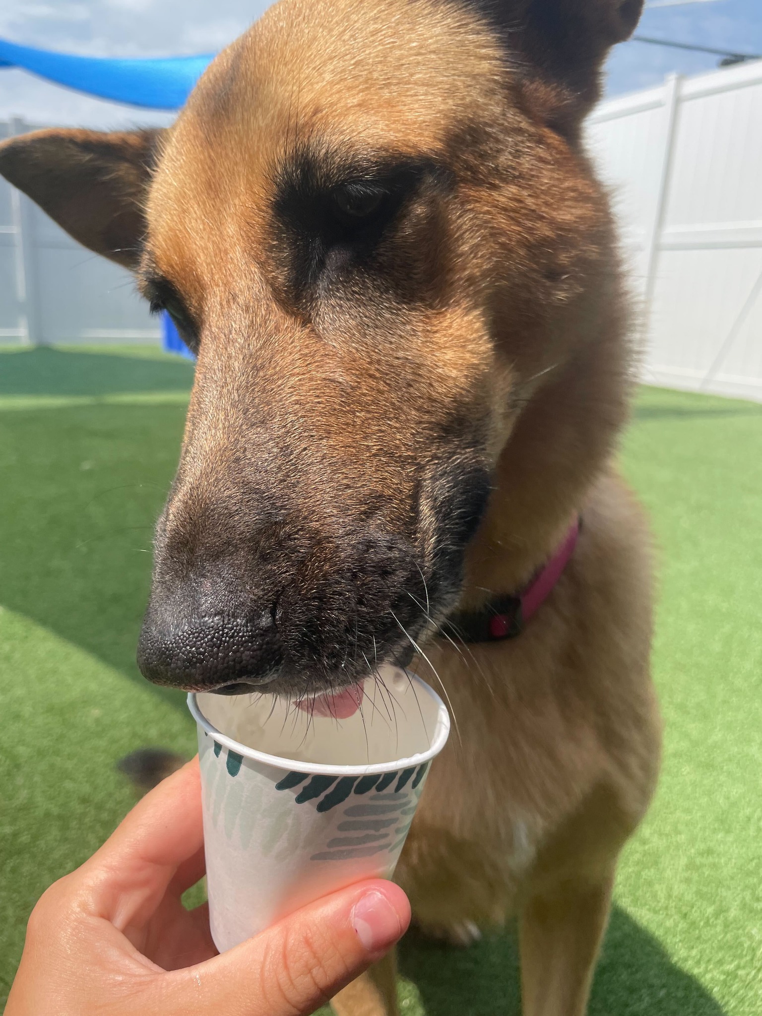 Dogtopia of Eau Claire Eau Claire