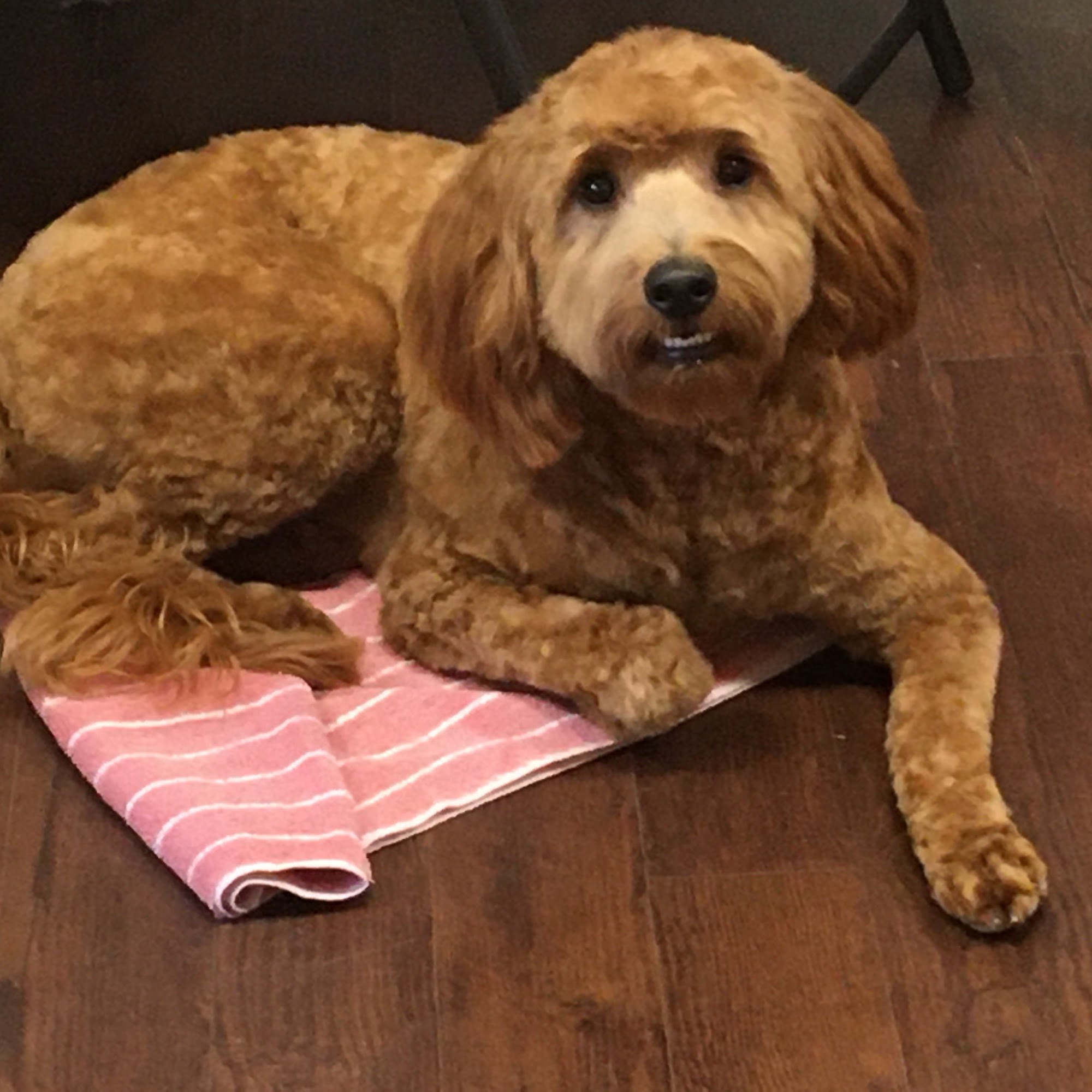 Loving Touch Pet Spa and Training Eau Claire