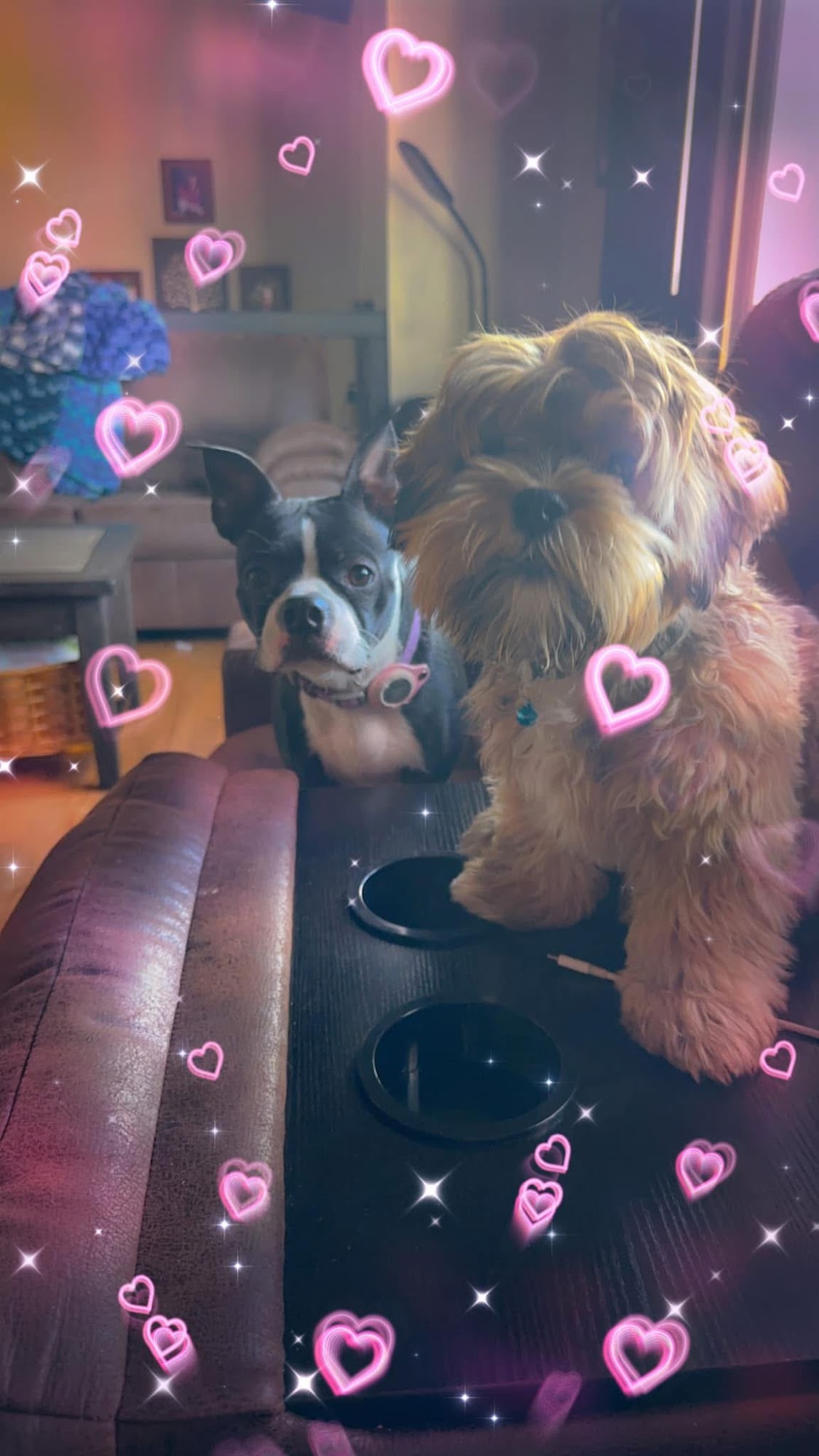 Grooming Hut Eau Claire