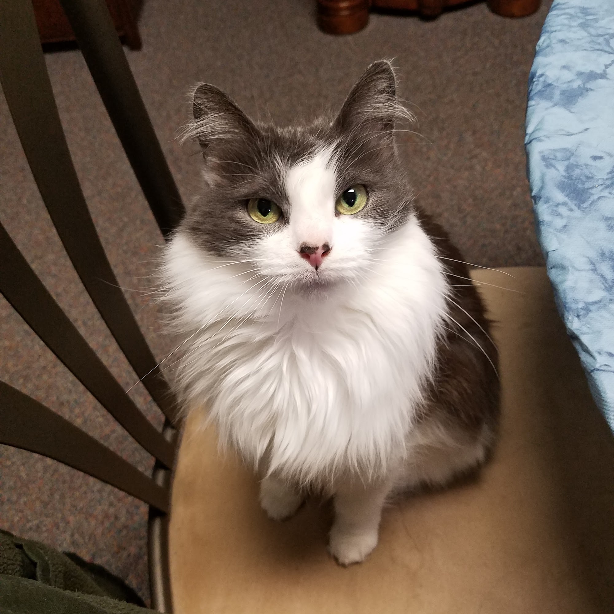 St Anna Veterinary Clinic Elkhart Lake