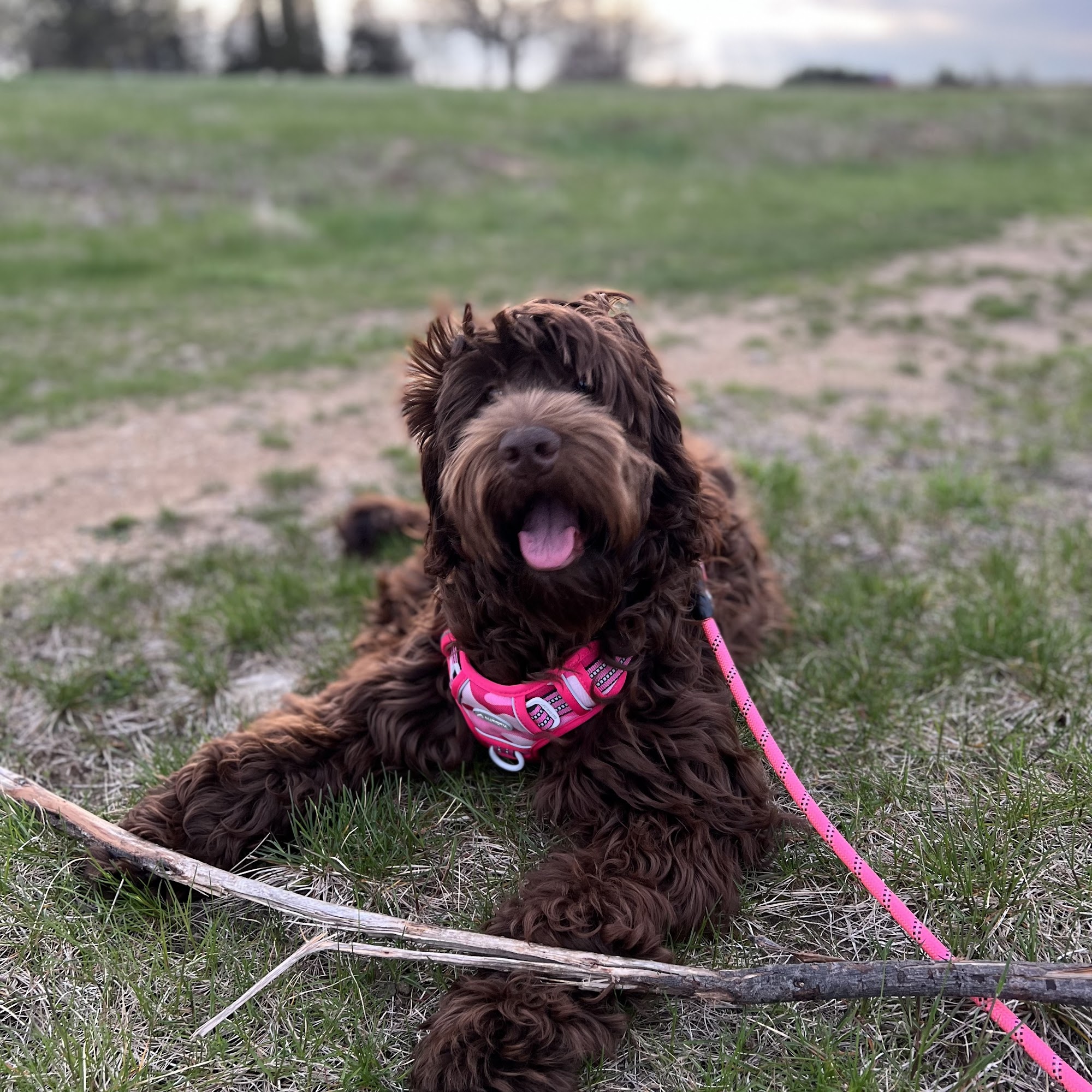 Evansville Veterinary Service Evansville