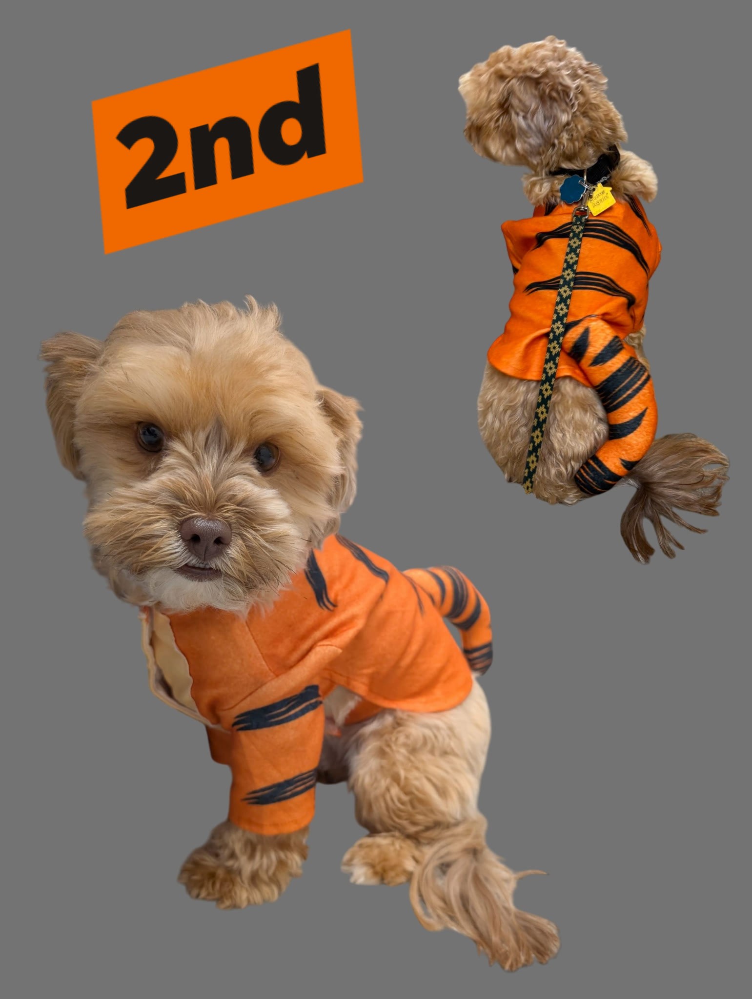 Waggin' Tails Doggie Dude Ranch & Pet Lodge Fitchburg