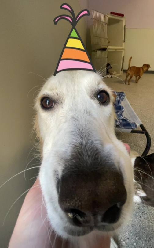 Waggin' Tails Doggie Dude Ranch & Pet Lodge Fitchburg