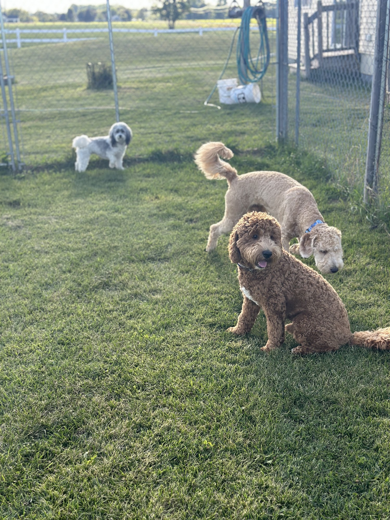 All Pawsitive Pups LLC Fond Du Lac