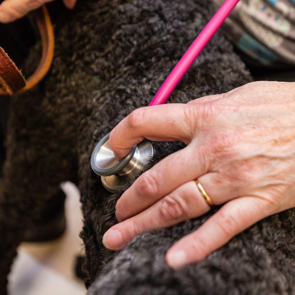 Rock River Animal Clinic Fort Atkinson