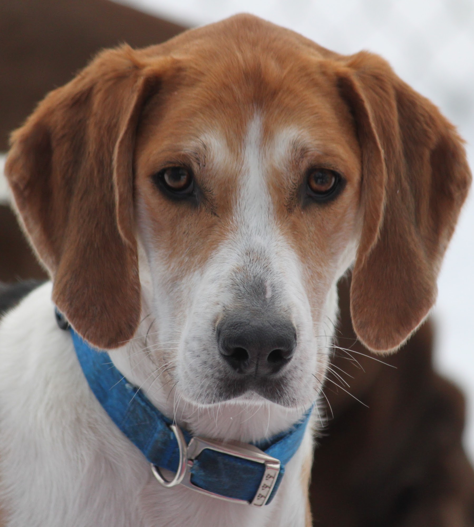 A Wag In The Woods Fort Atkinson