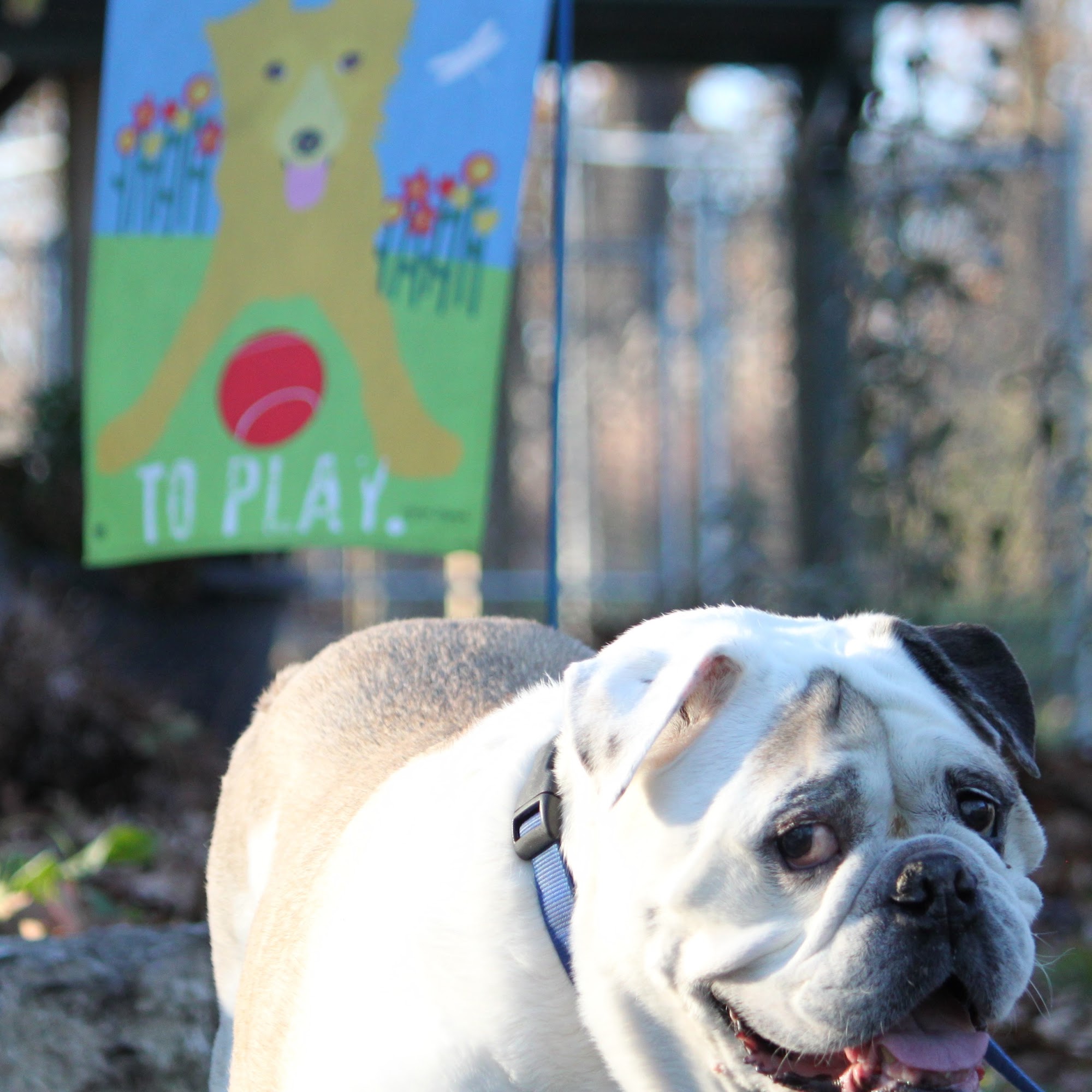 A Wag In The Woods Fort Atkinson