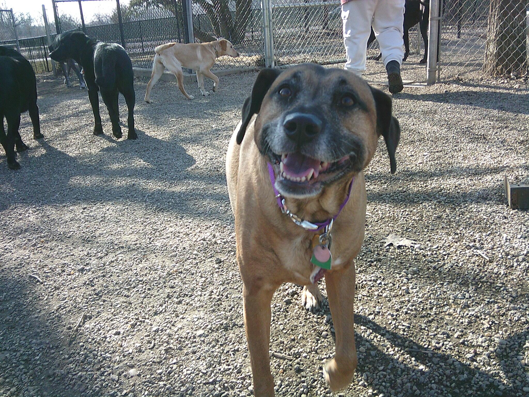 Brentwood Animal Campus Franklin