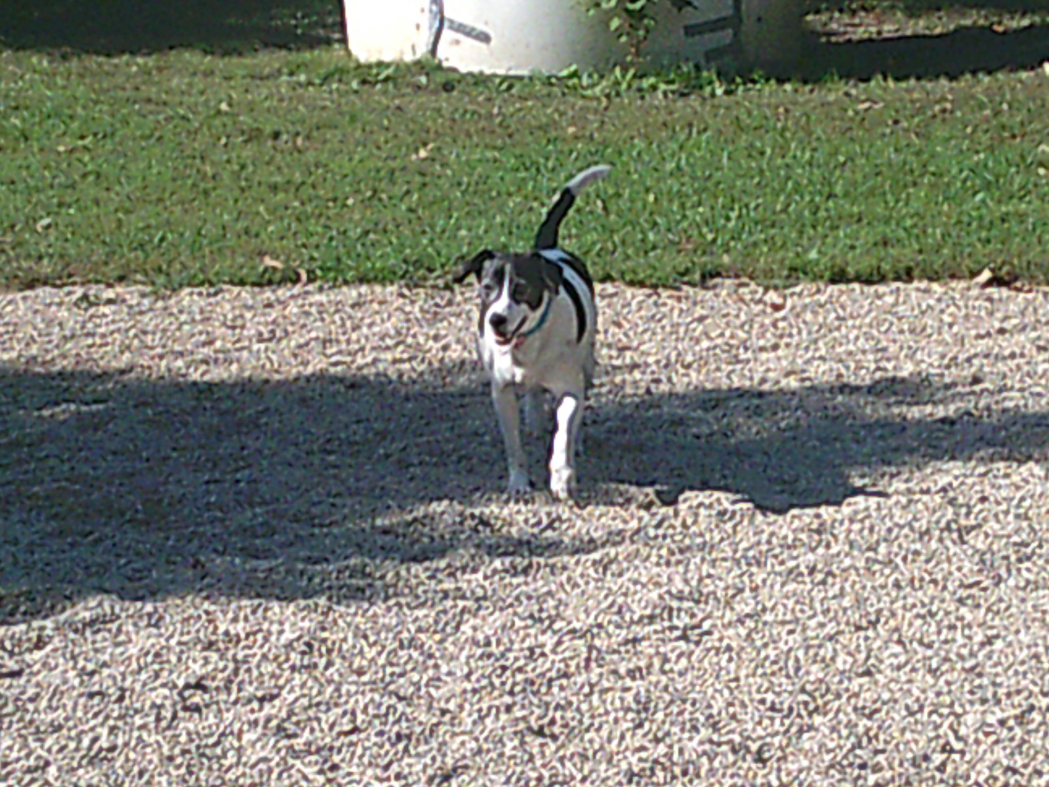 Brentwood Animal Campus Doggie Dorms Franklin