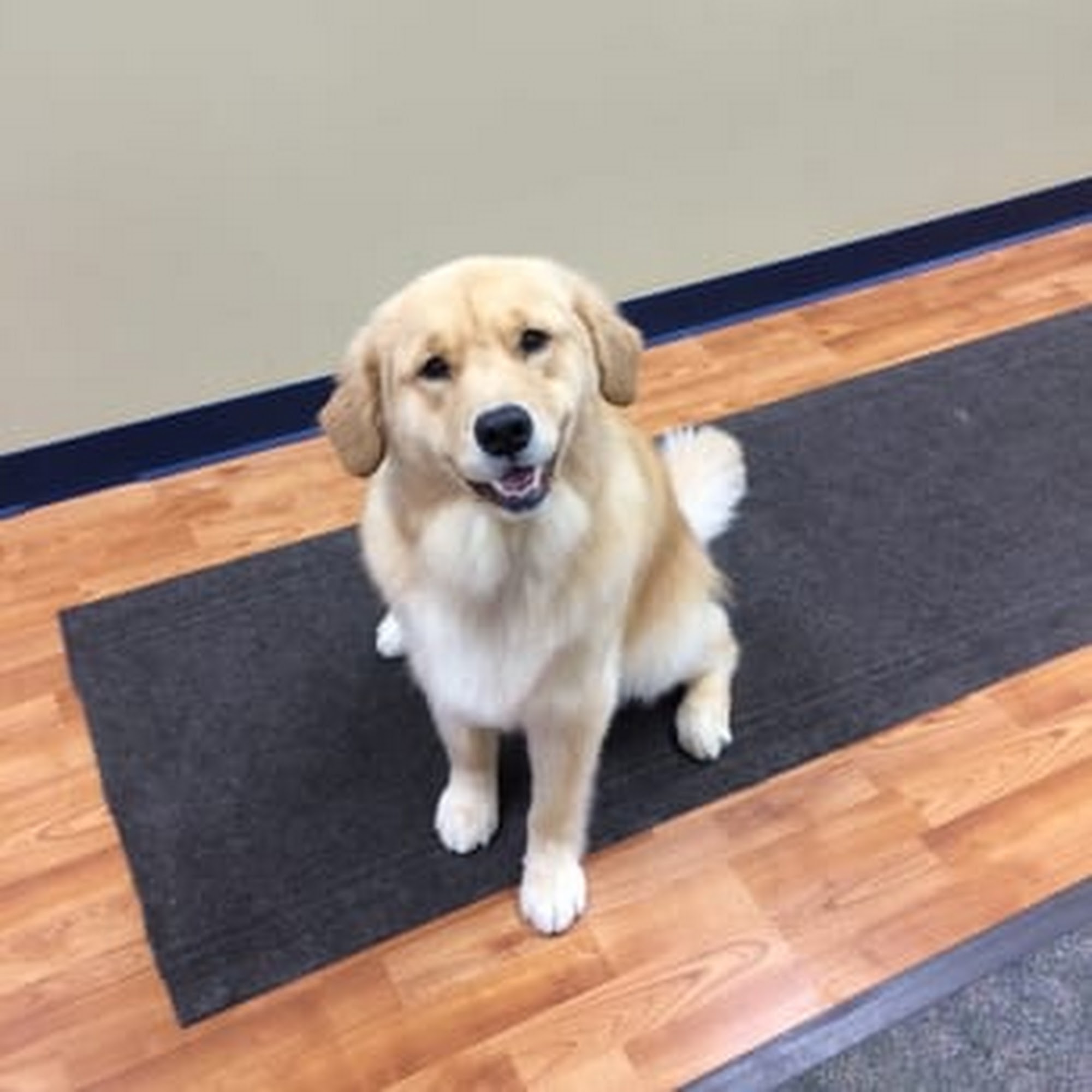 Lulu's Dog Pawlour Franklin