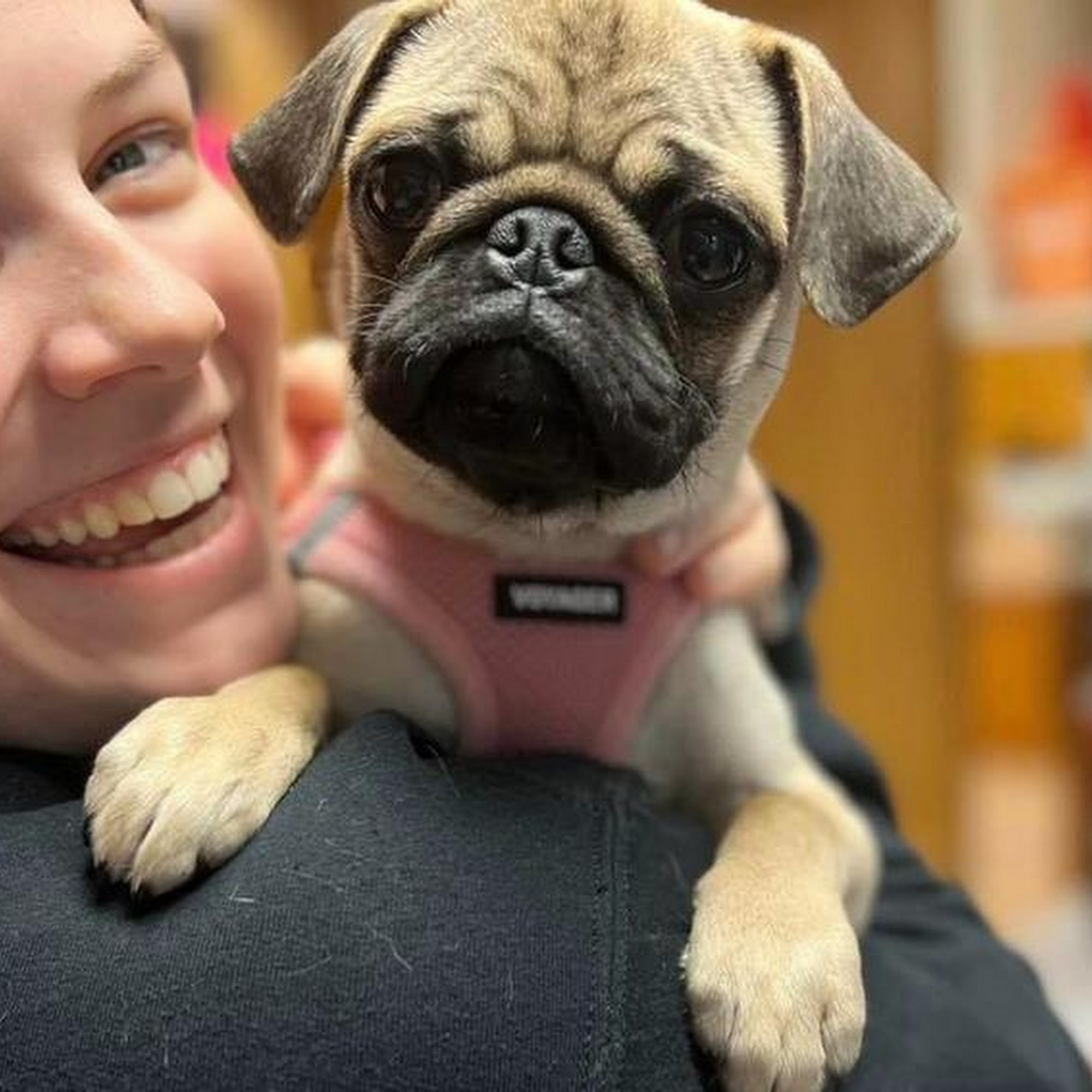 Germantown Animal Hospital Germantown