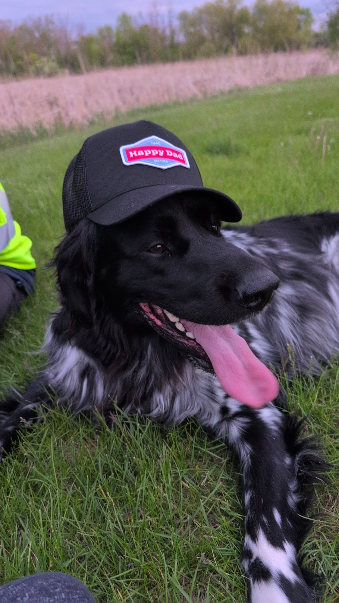 Happy Hounds LLC Germantown