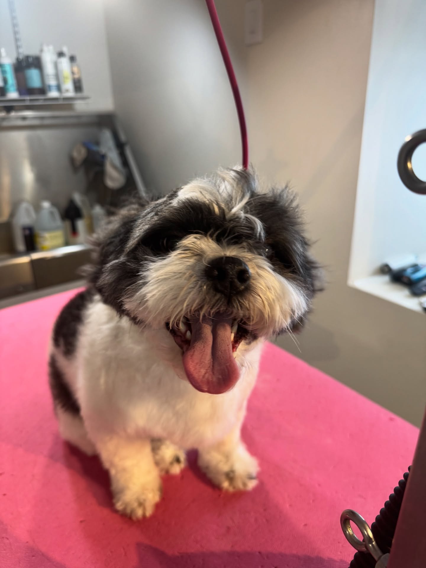 The Elegant Pet llc Germantown