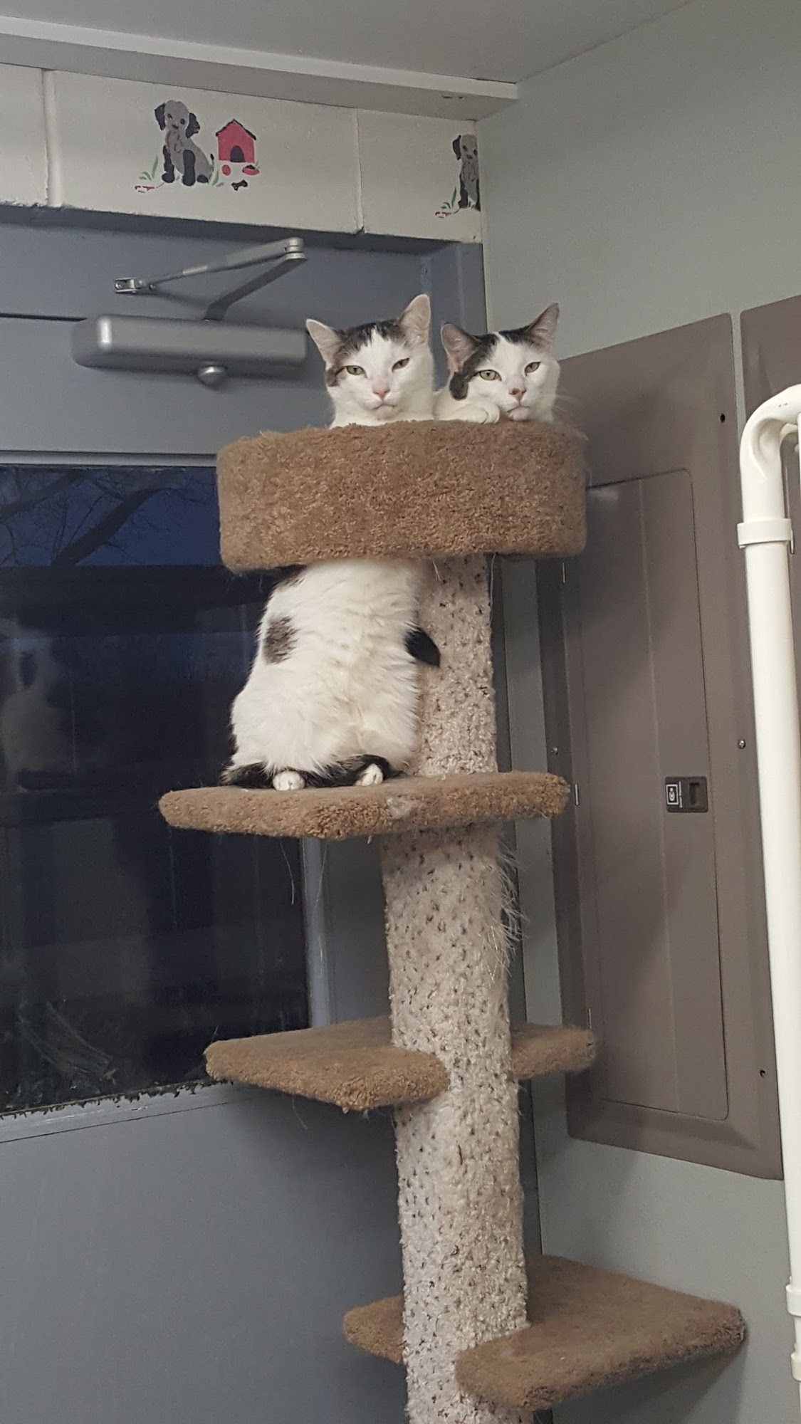 Countryaire Kennels, Inc. Germantown