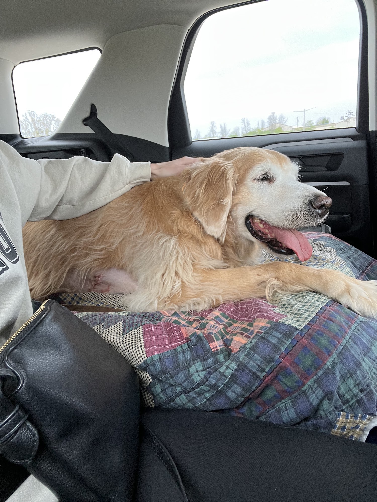 Best Friends Veterinary Center Grafton