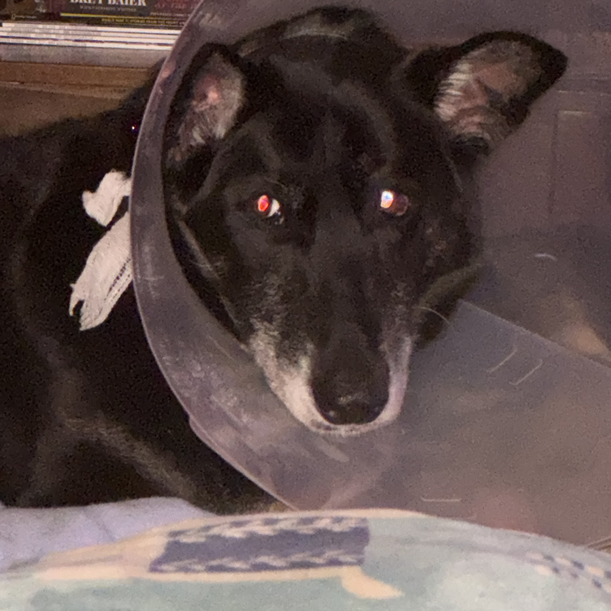 WVRC - Grafton Grafton