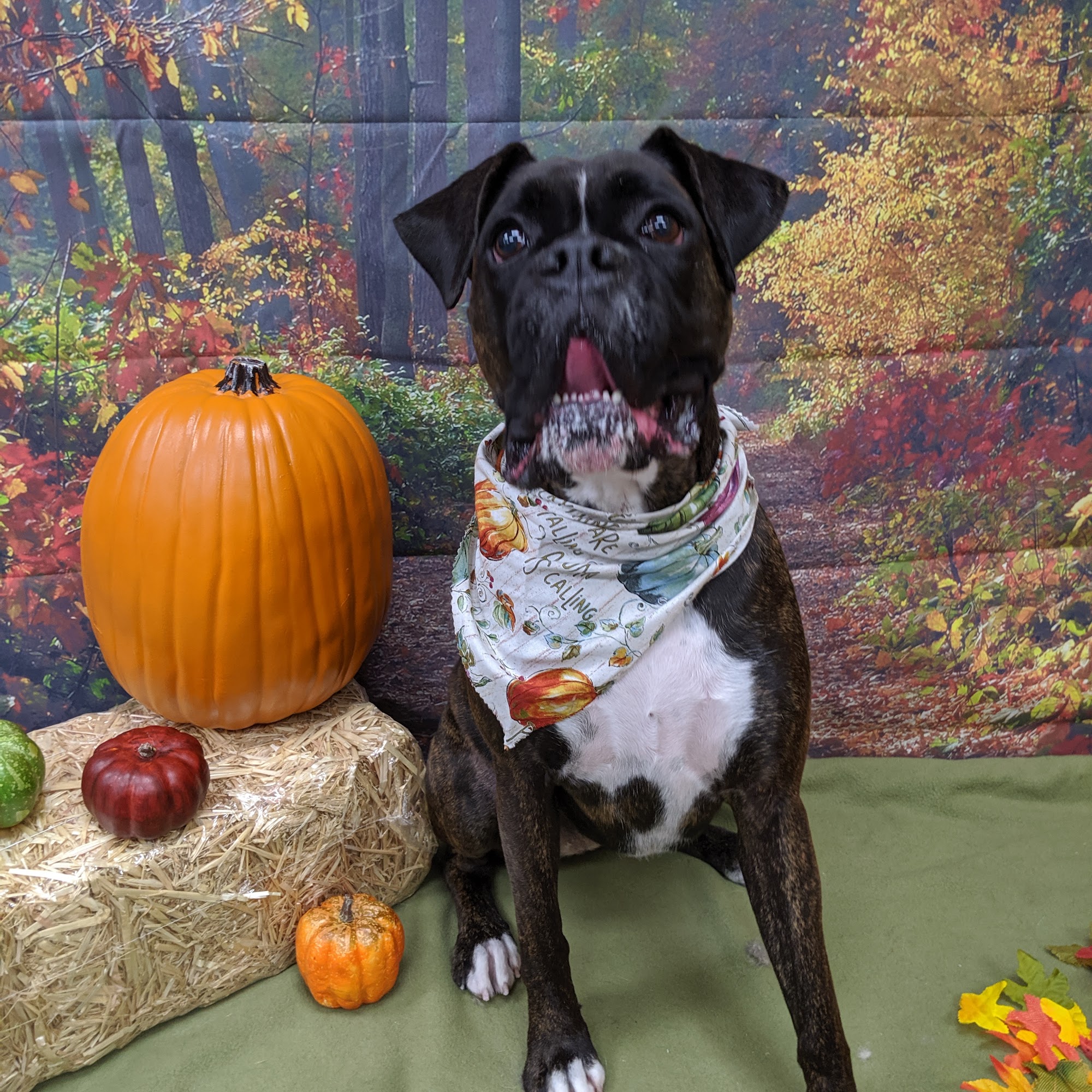 Pawsitively Purrfect Pet Grooming LLC Grafton