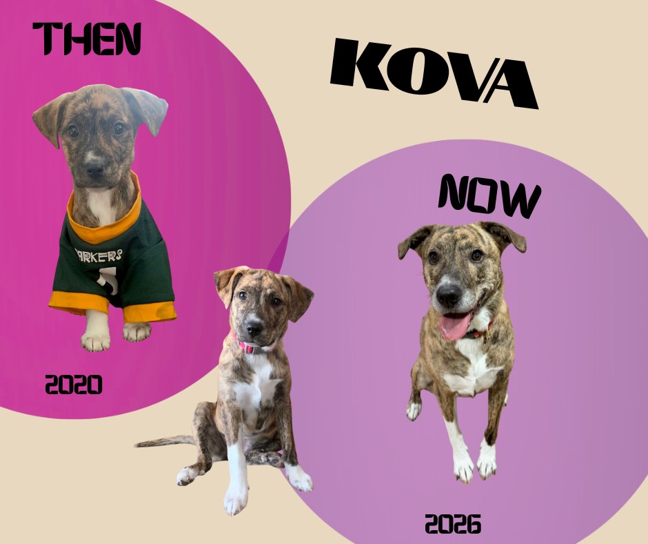 Tailwaggers Doggy Daycare Green Bay