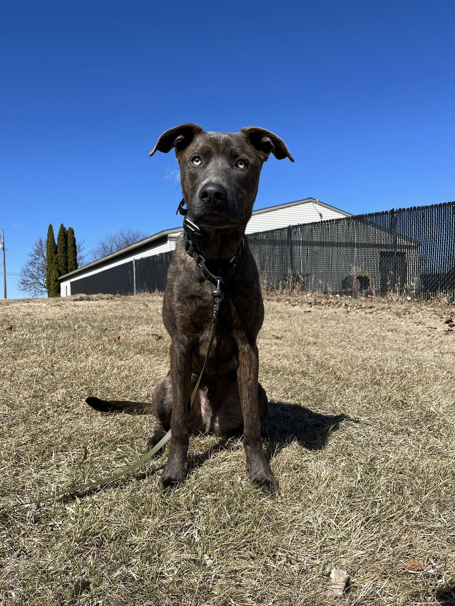 Miller Heights K9 Academy Green Bay