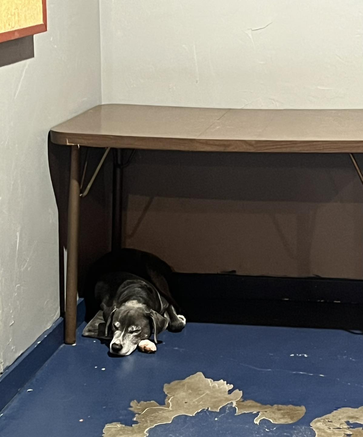 Great Expectations Dog Center Green Bay