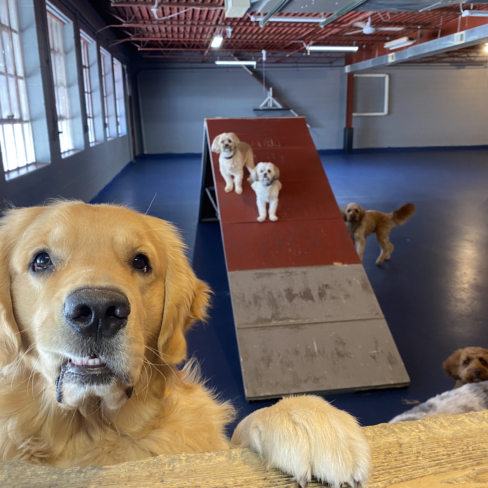 Great Expectations Dog Center Green Bay