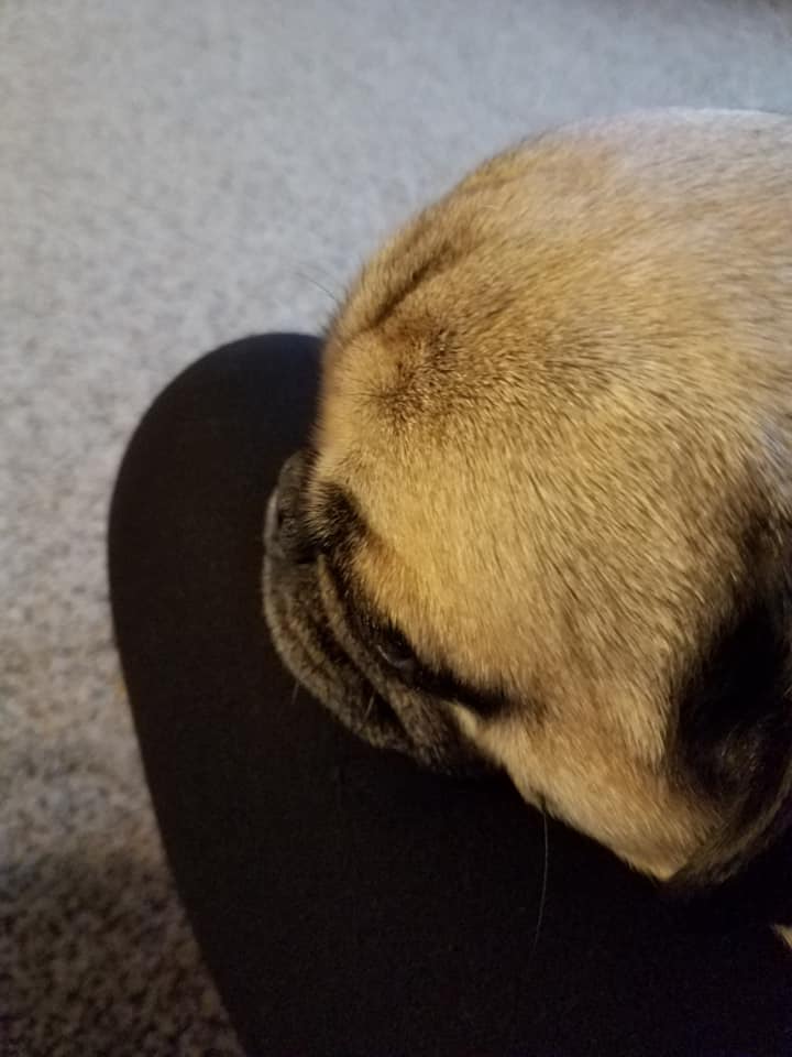 We Dog Sit Your Dogs