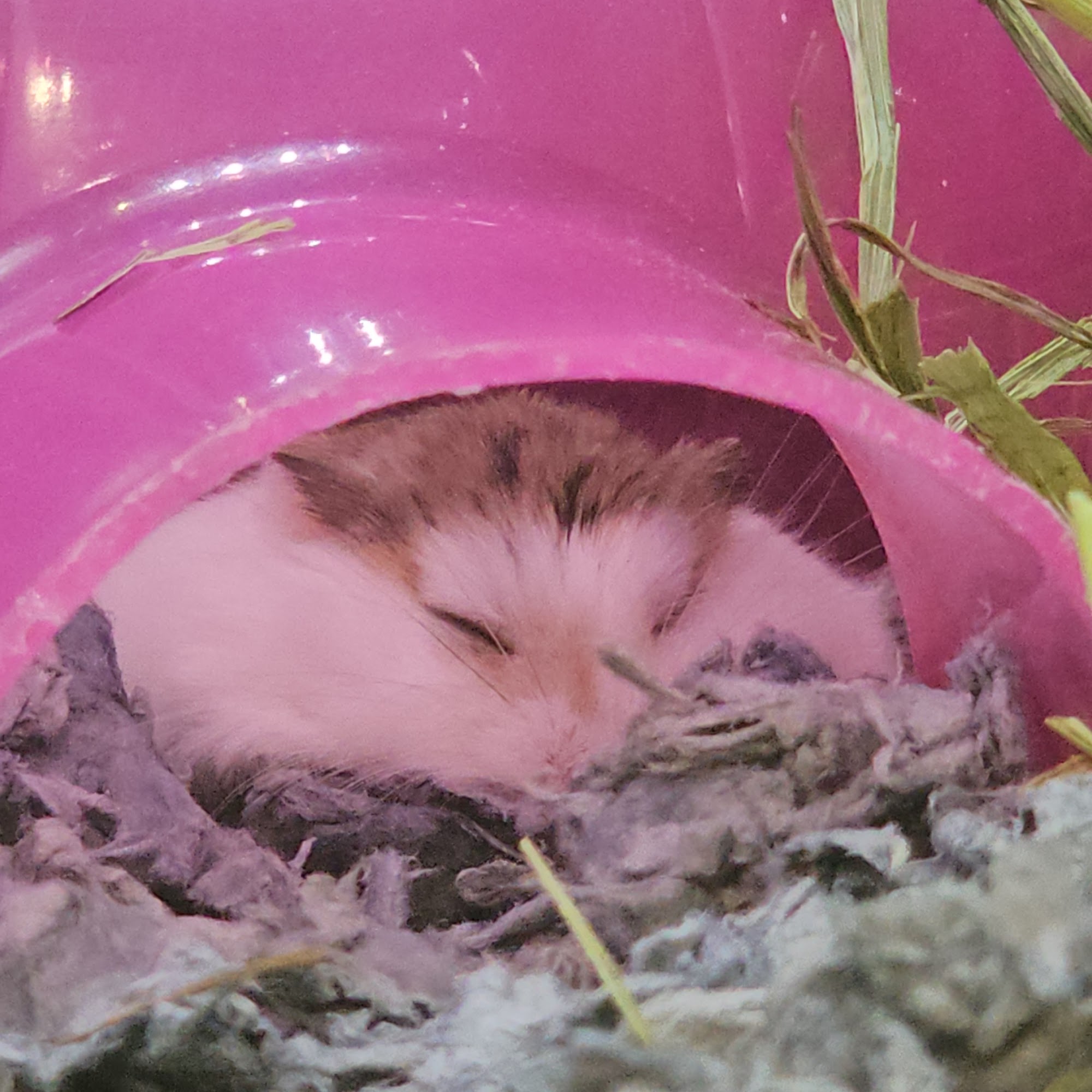 PetSmart Grooming Greenfield