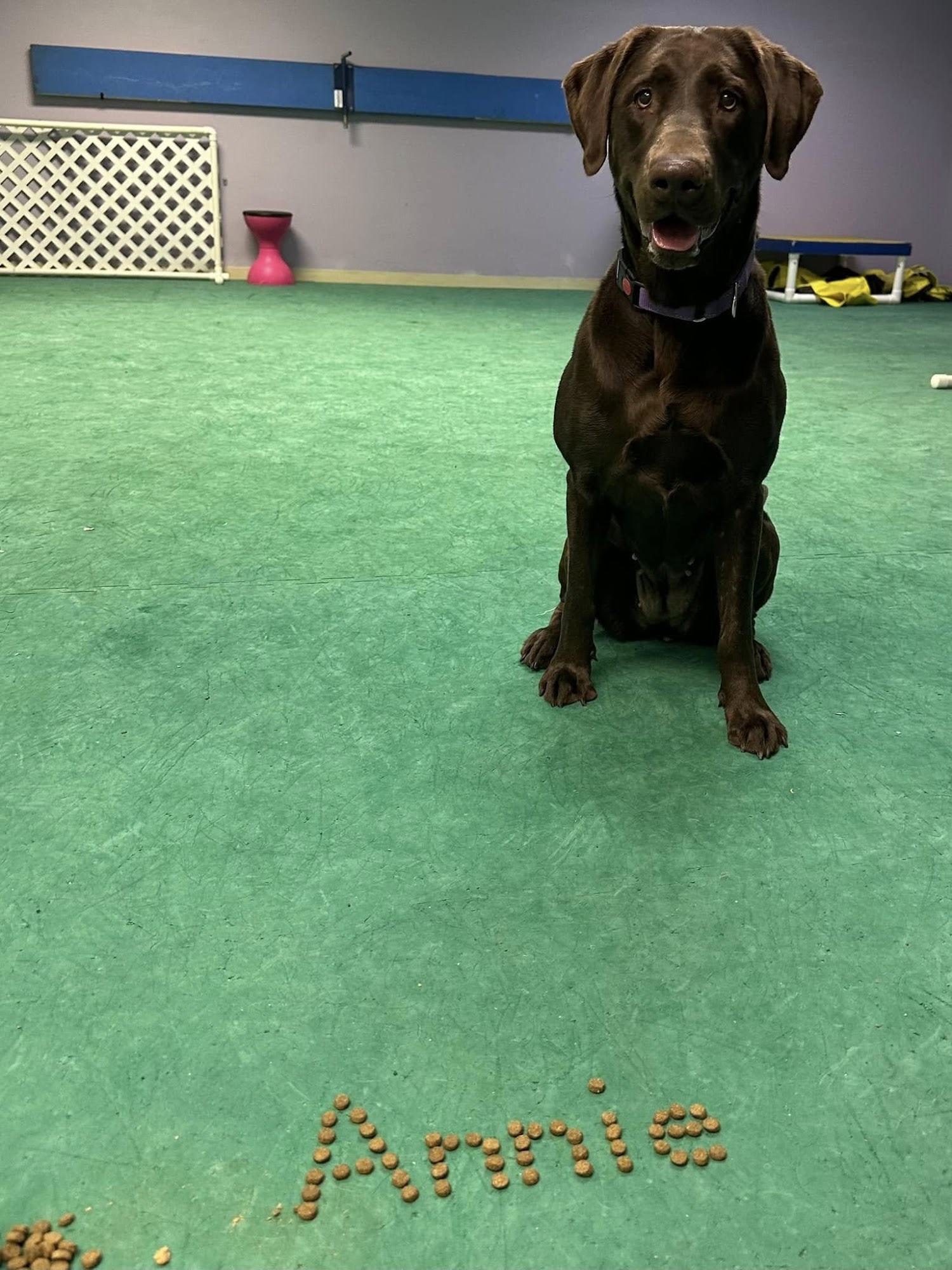 Onward Bound Incredible Dog Training Hartford