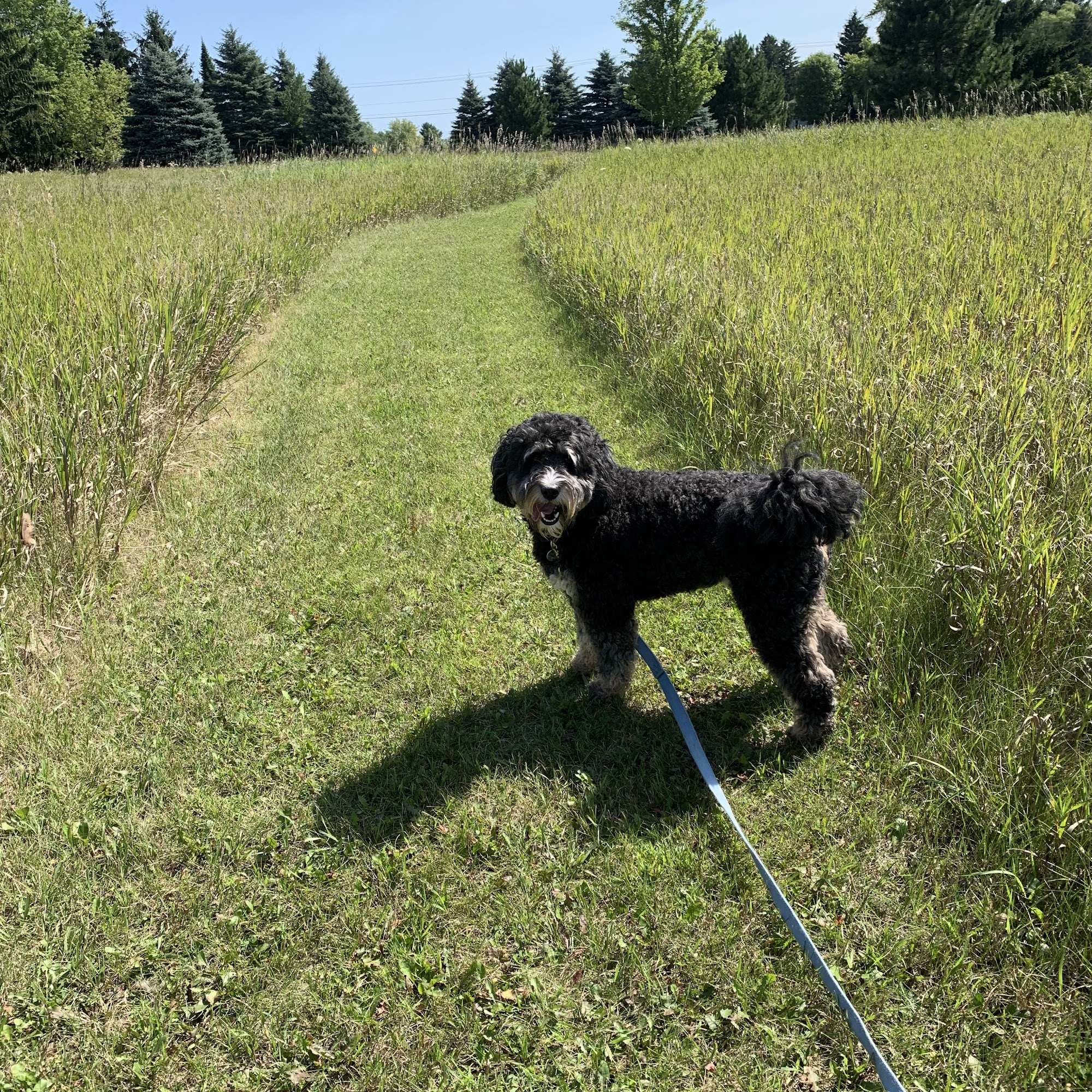 Logan's Doggie Bed & Breakfast Hartford