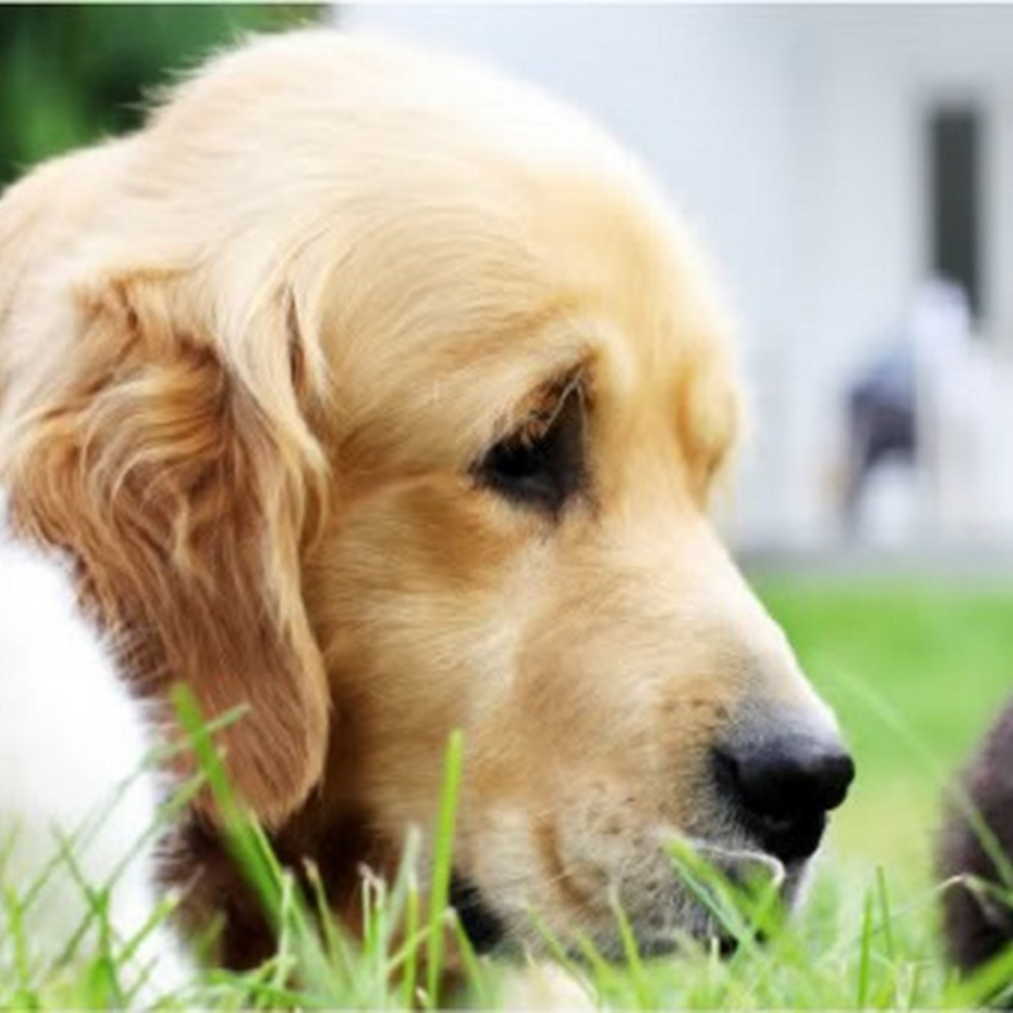 Hartland Animal Hospital Hartland