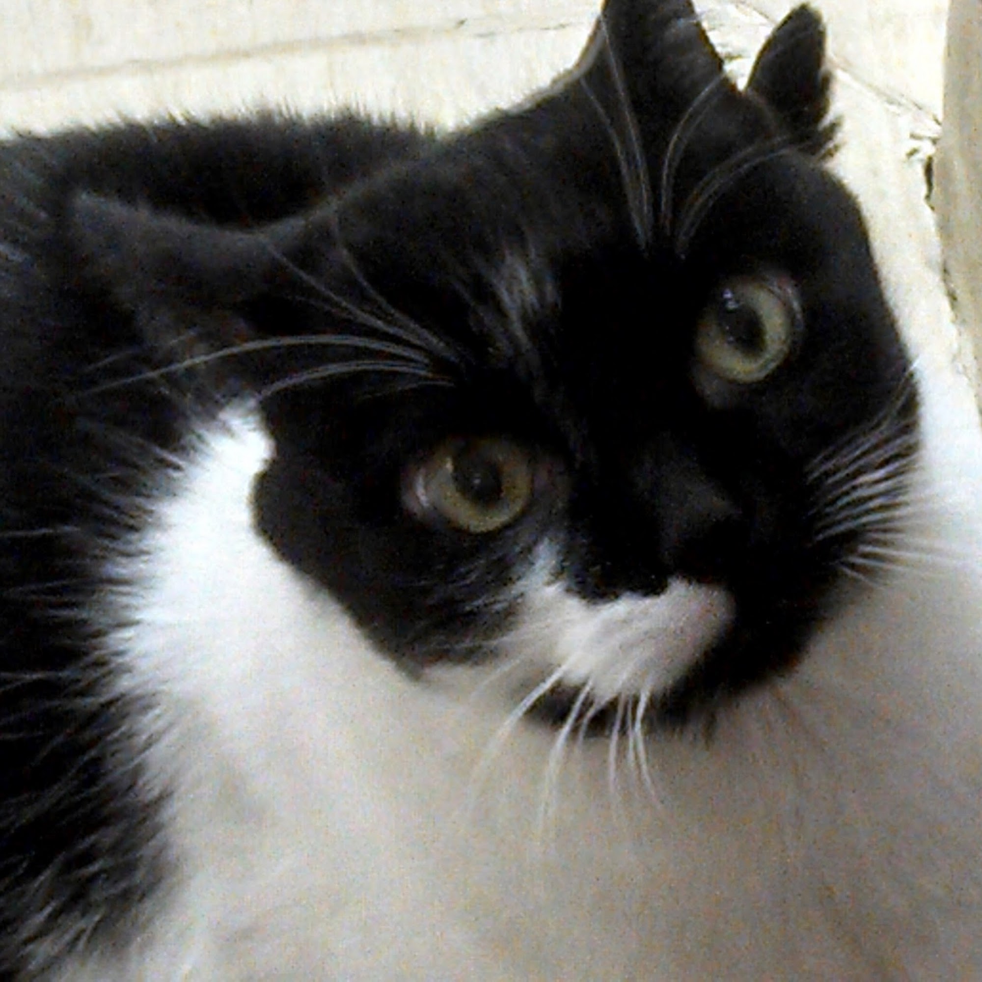 Hartland Animal Hospital: Shaughnessy Maureen DVM Hartland