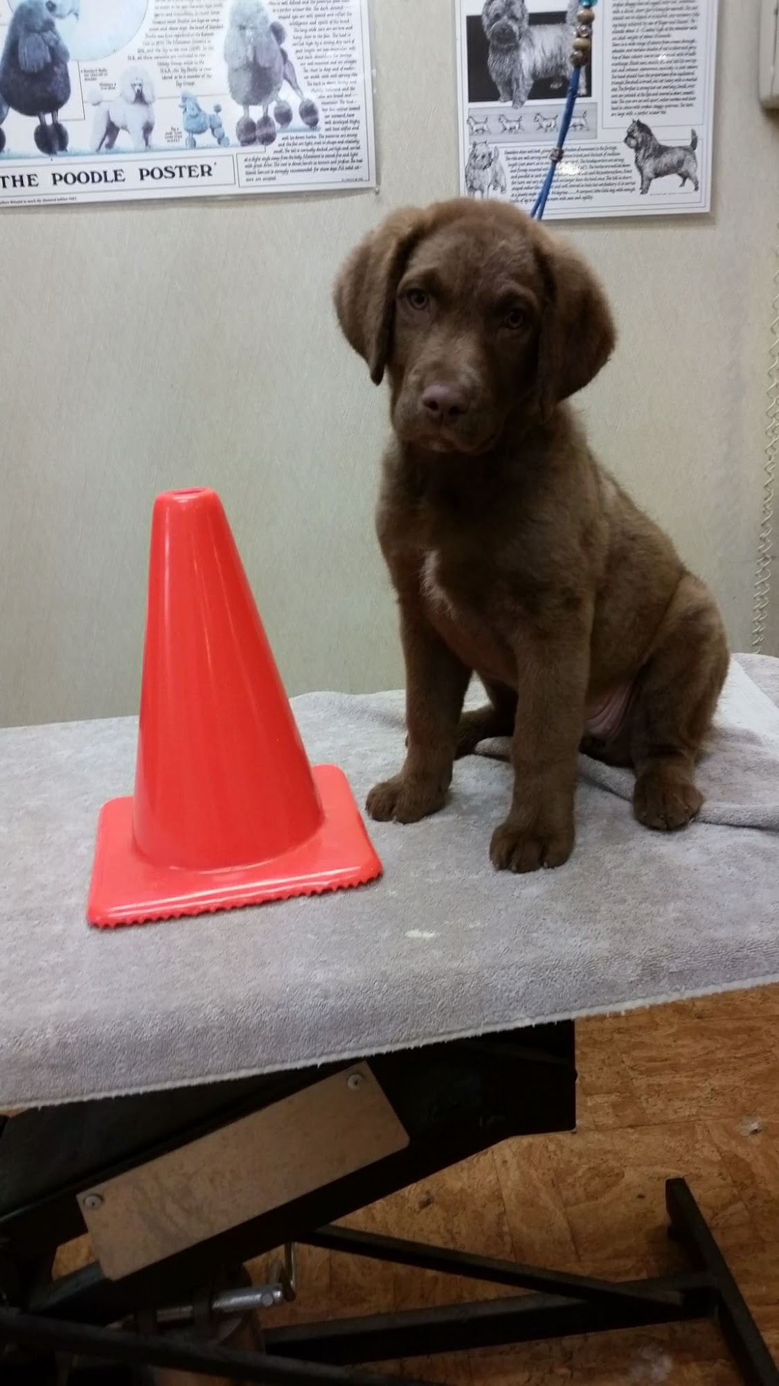 Silver Leash Hartland