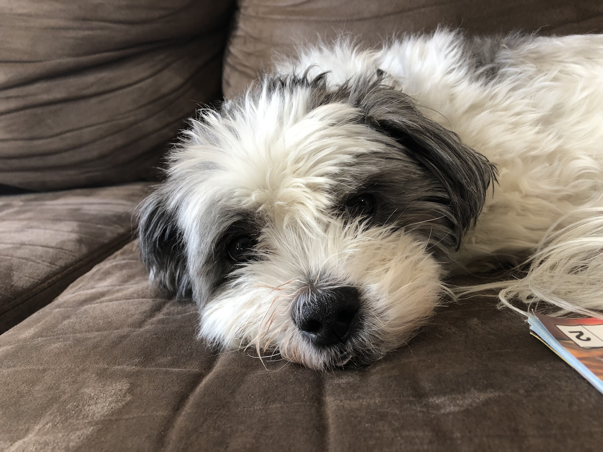 LC Pets, LLC Hartland