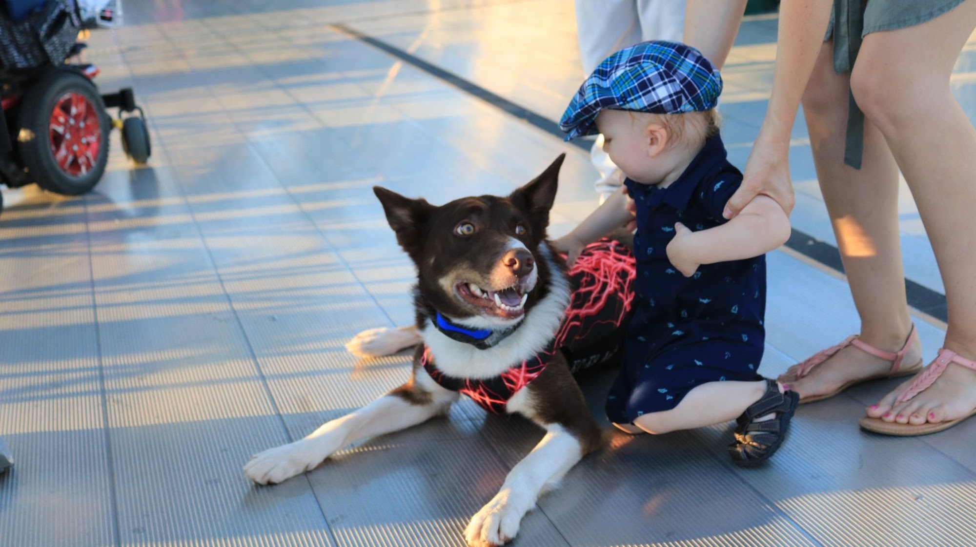 KC-K9 Academy Dog Training Hartland