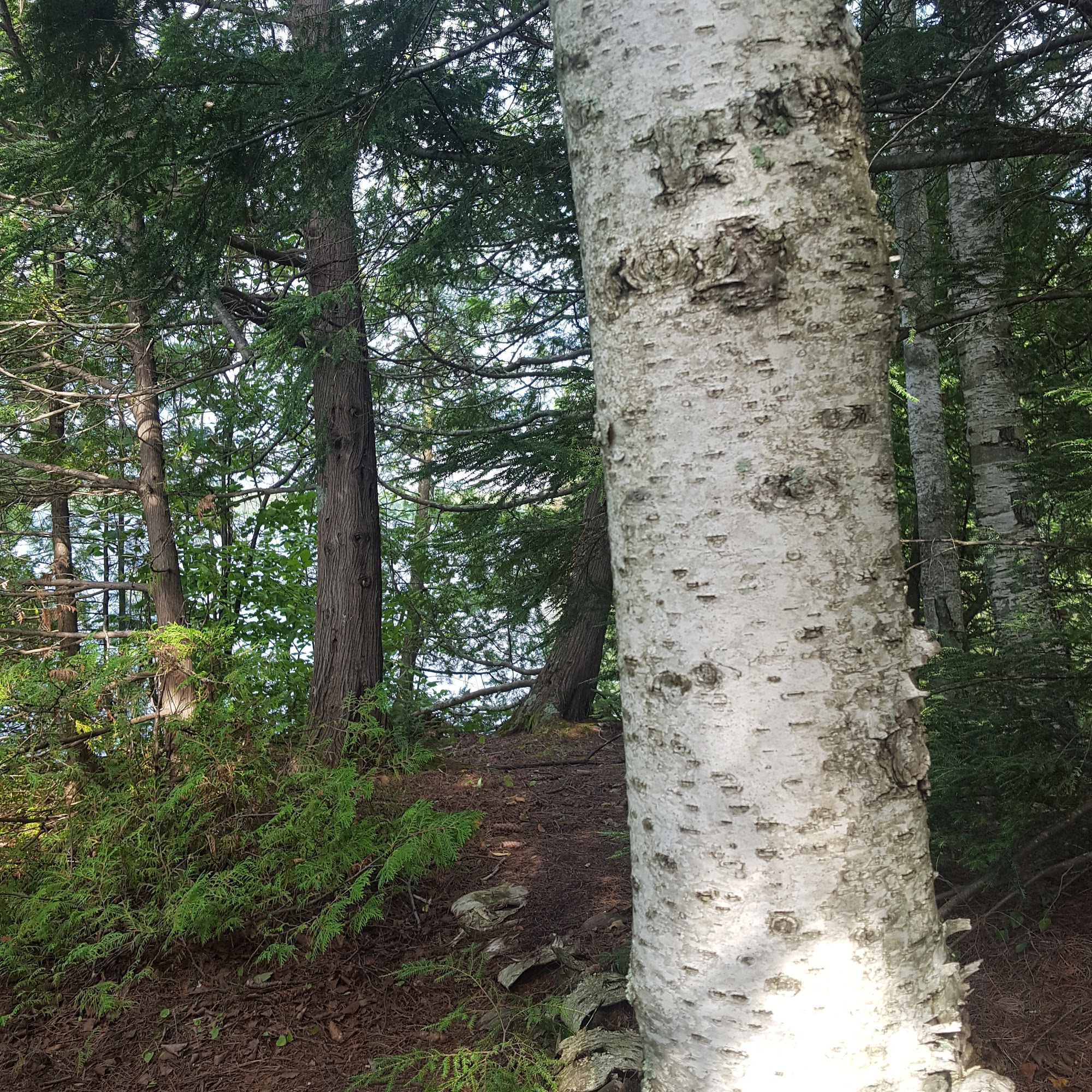 Haugen Ed DVM Hayward