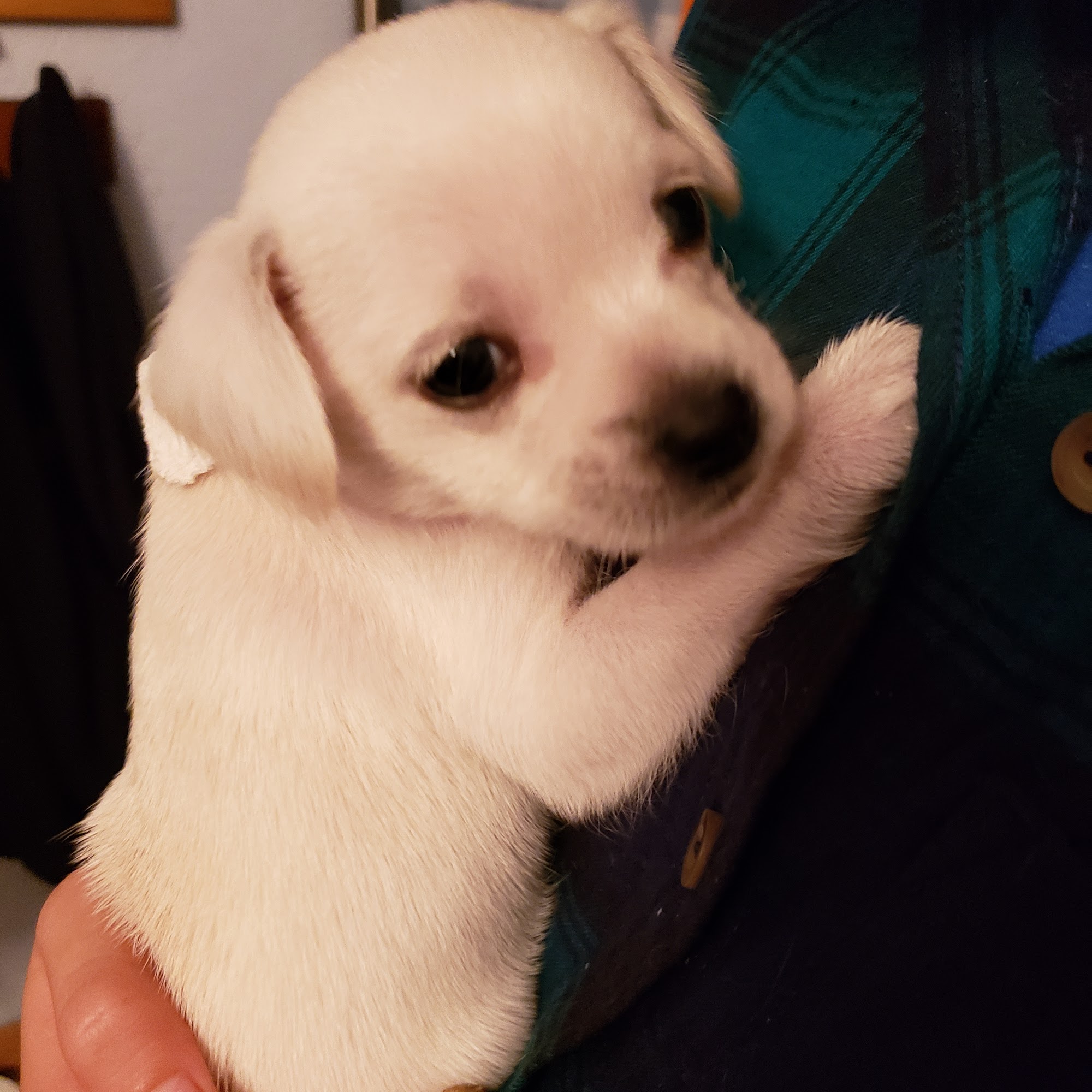 Dr Mundahl Veterinary Clinic Hayward