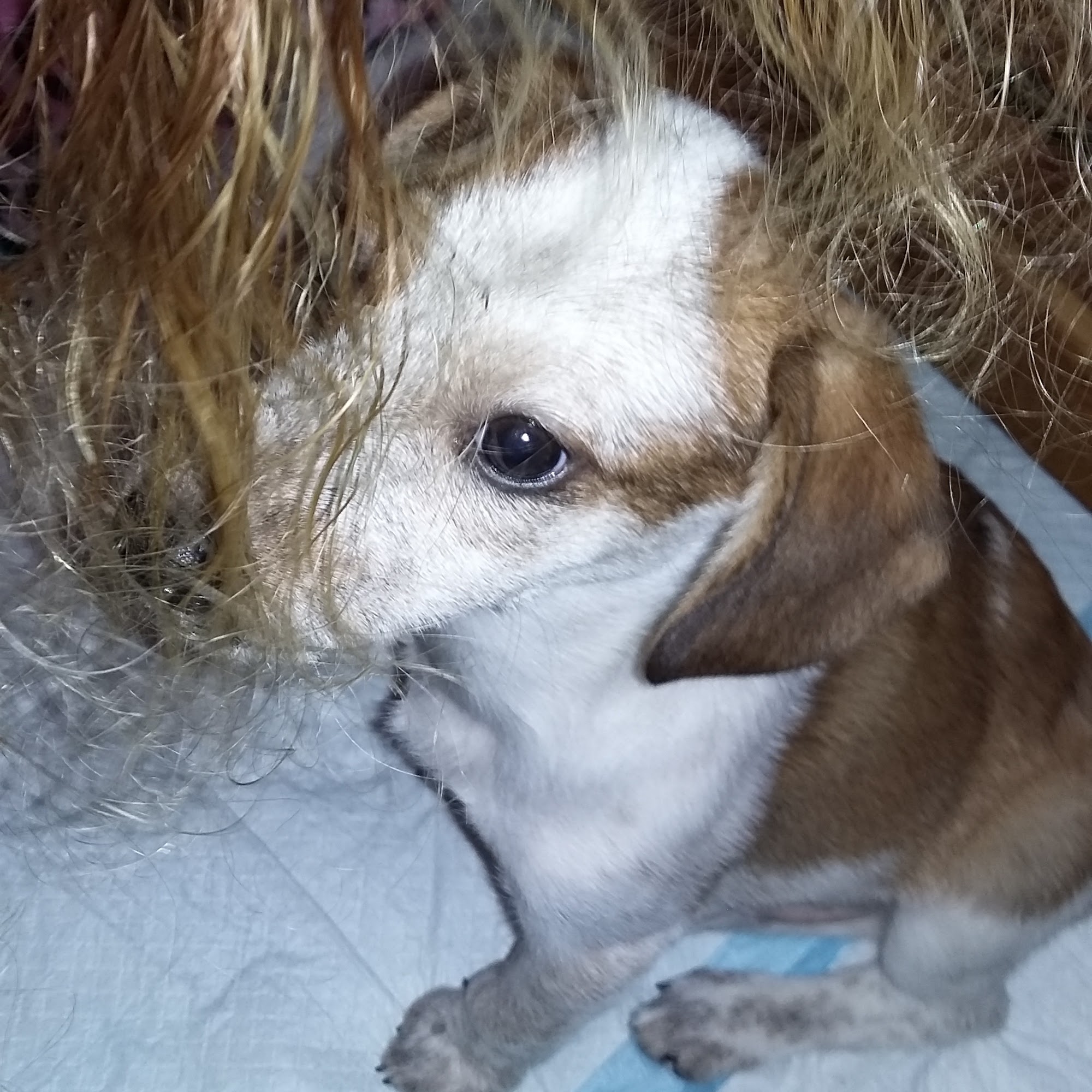 Animal Acres Hillsboro