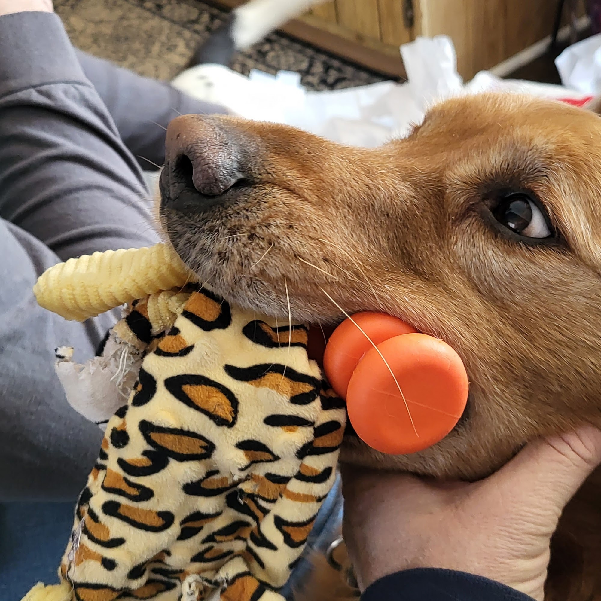 Wisconsin Veterinary Orthopedics Holmen