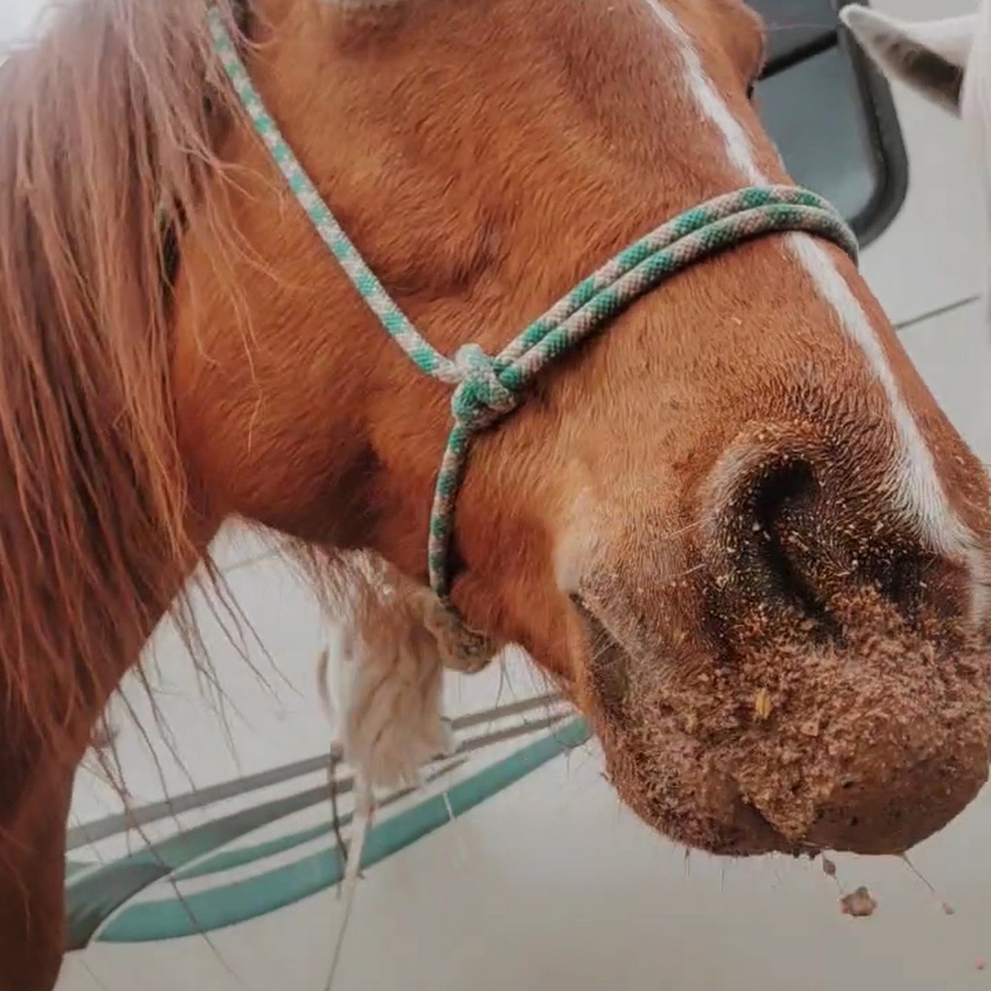 Great Lakes Equine Wellness Center, Hortonville