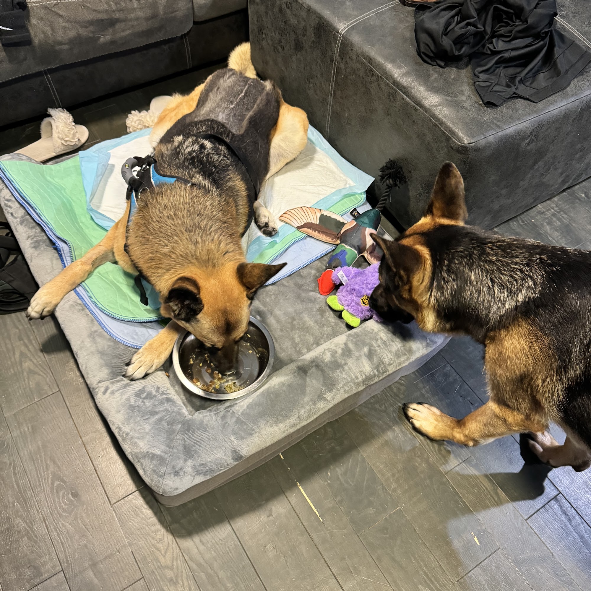 Hudson Pet Hospital Hudson