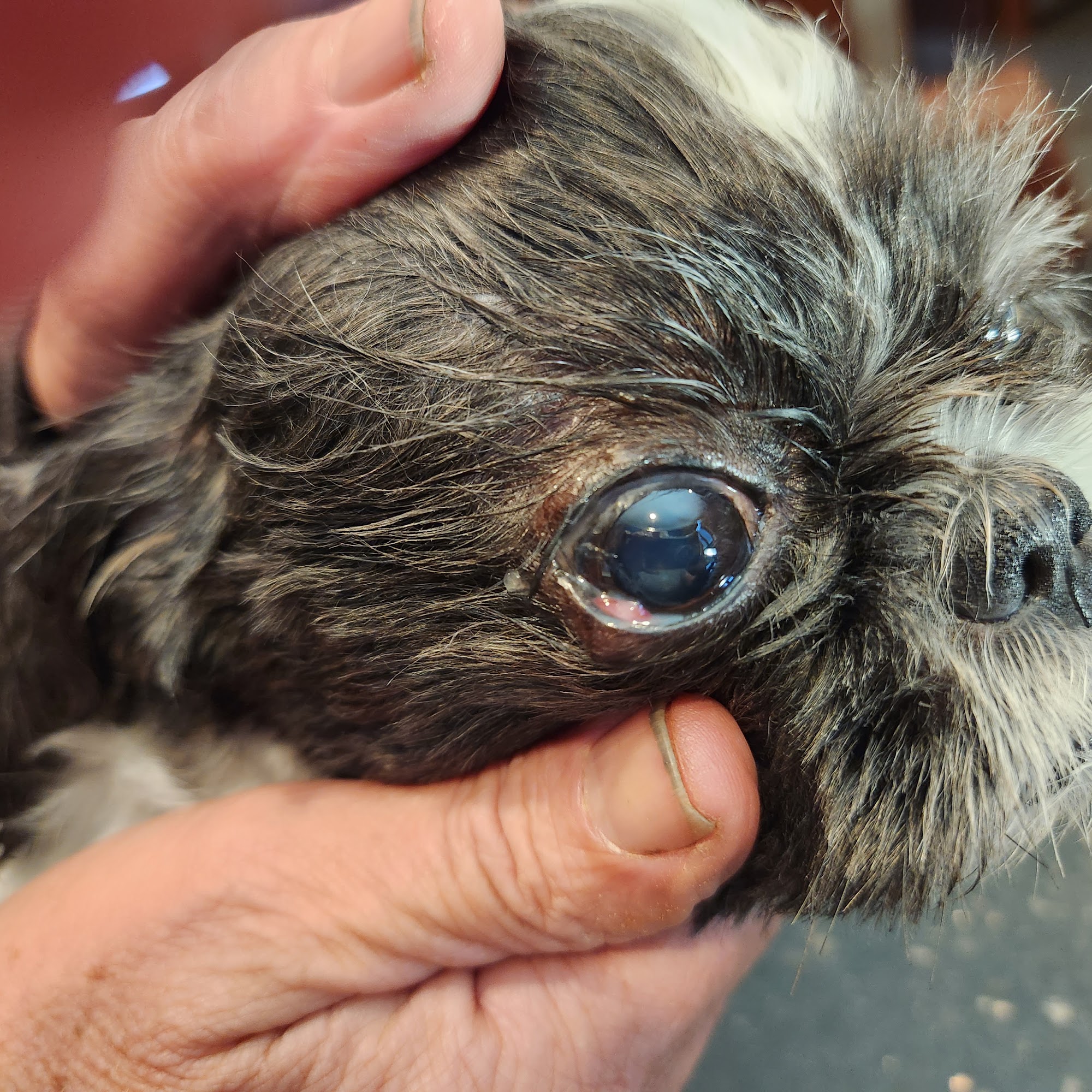 Magnusson Veterinary Services Hudson