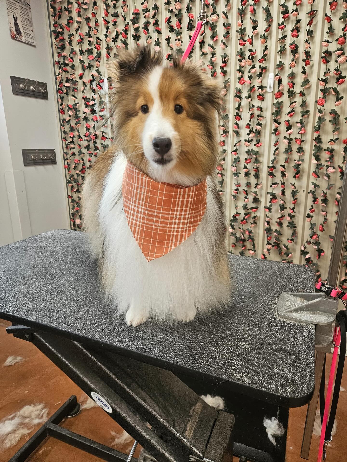 Paws and Claws Pet Resort Hudson