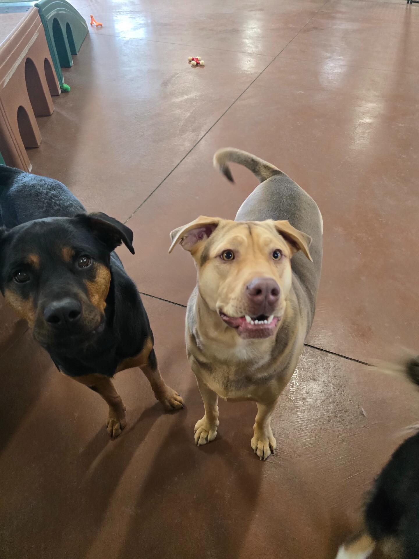 Paws and Claws Pet Resort Hudson