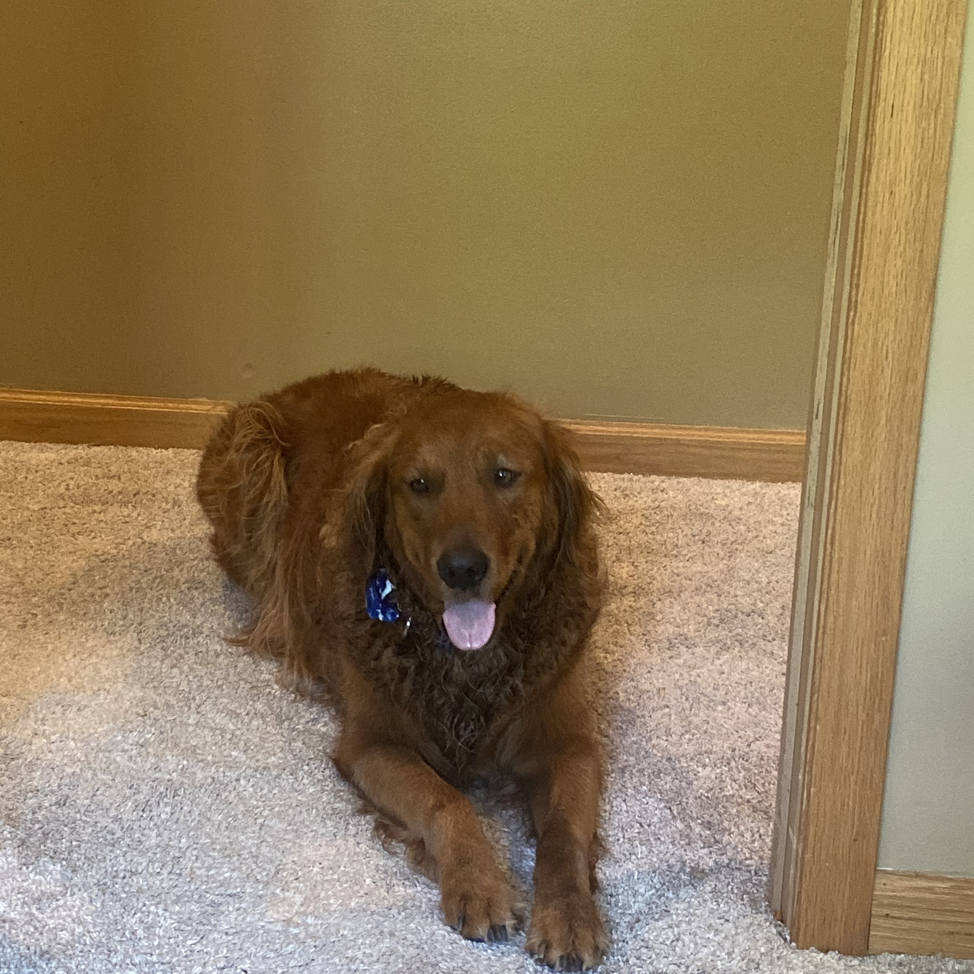 Northland Veterinary Services Iron River