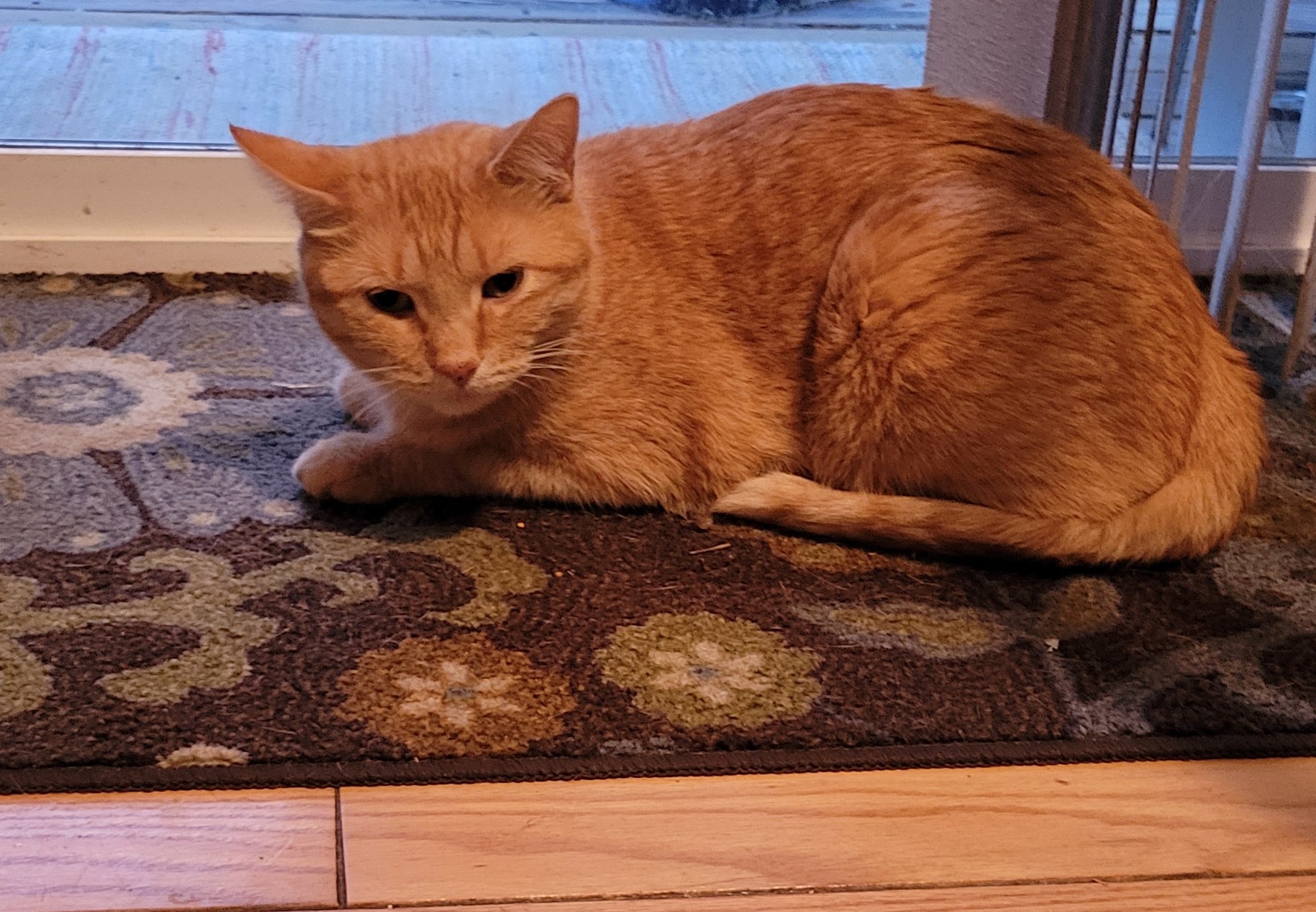 Tillie Lake Veterinary Clinic Jackson