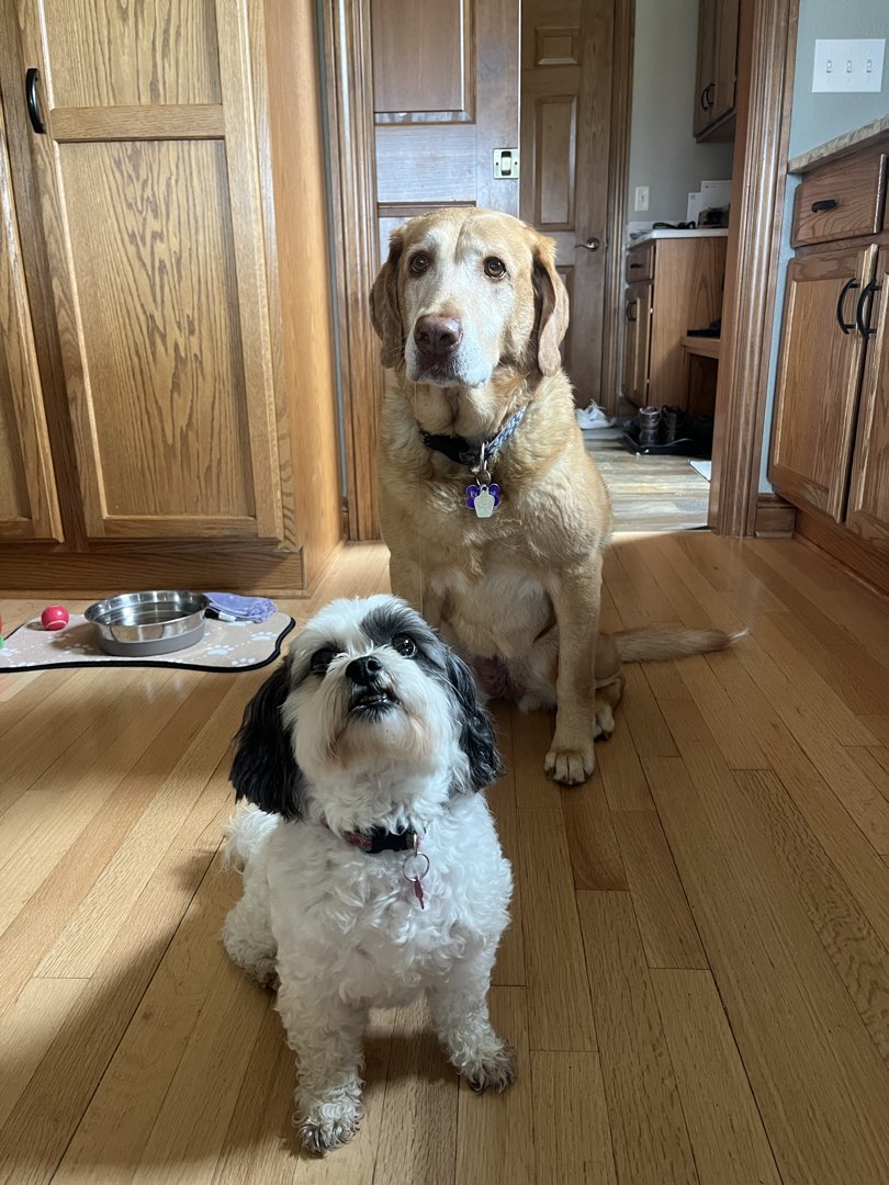 Jackson Pet Hospital Jackson