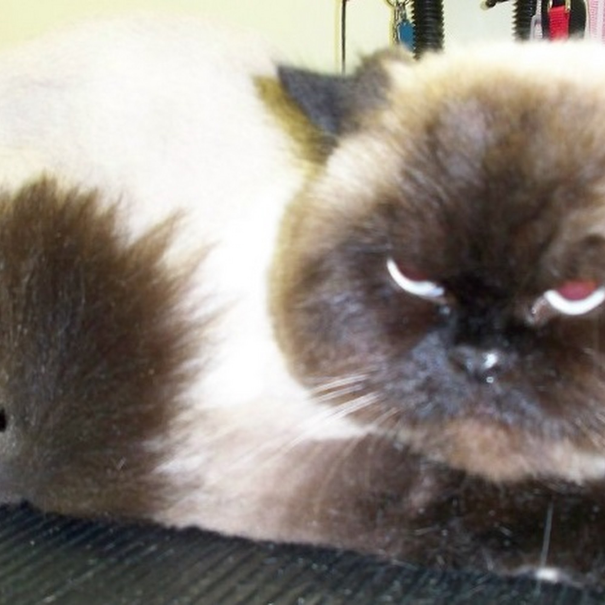 Bubbles & Bows Pet Grooming Janesville